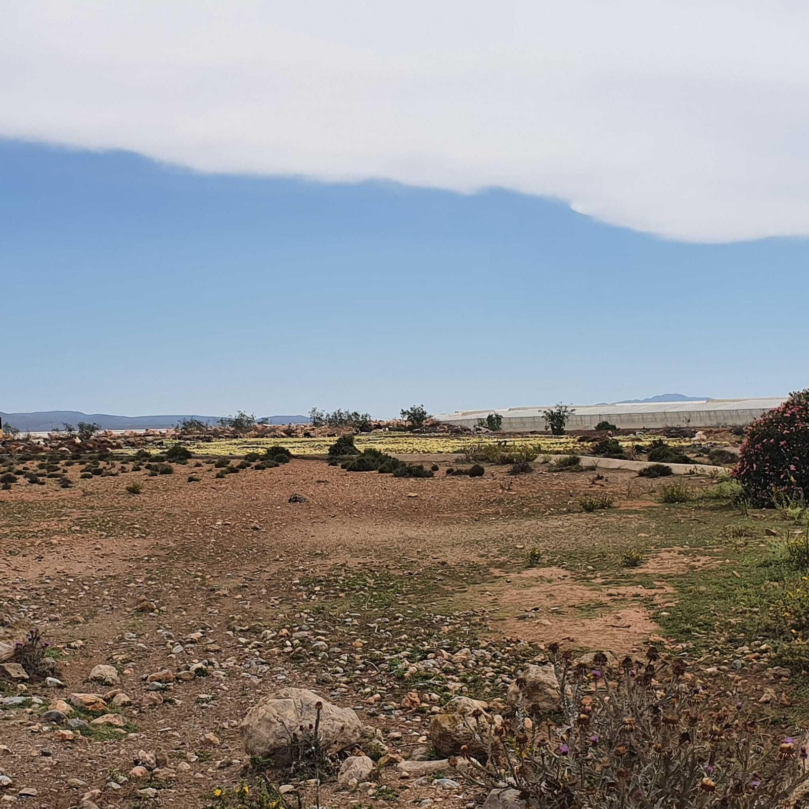 En Níjar se están destruyendo cultivos de sandía estos días.