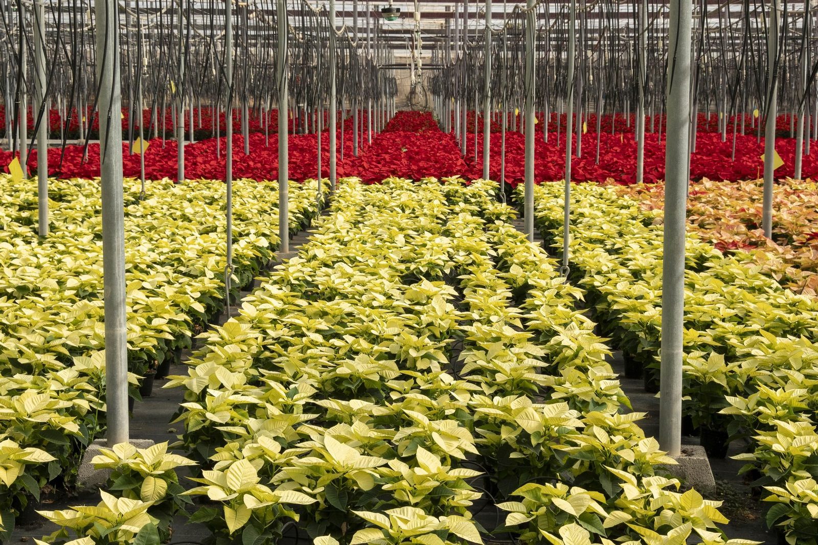 Así son las flores de pascua de SolísPlant, en imágenes