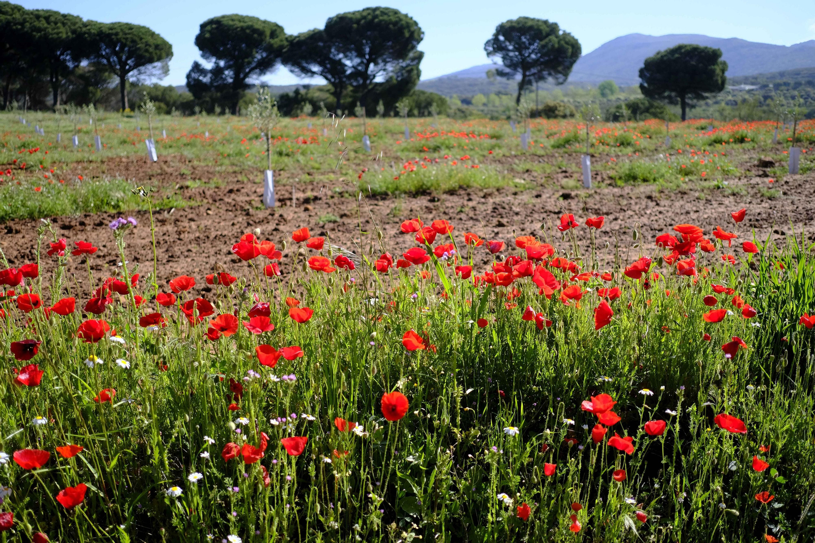 Brote de la la primavera, en fotos