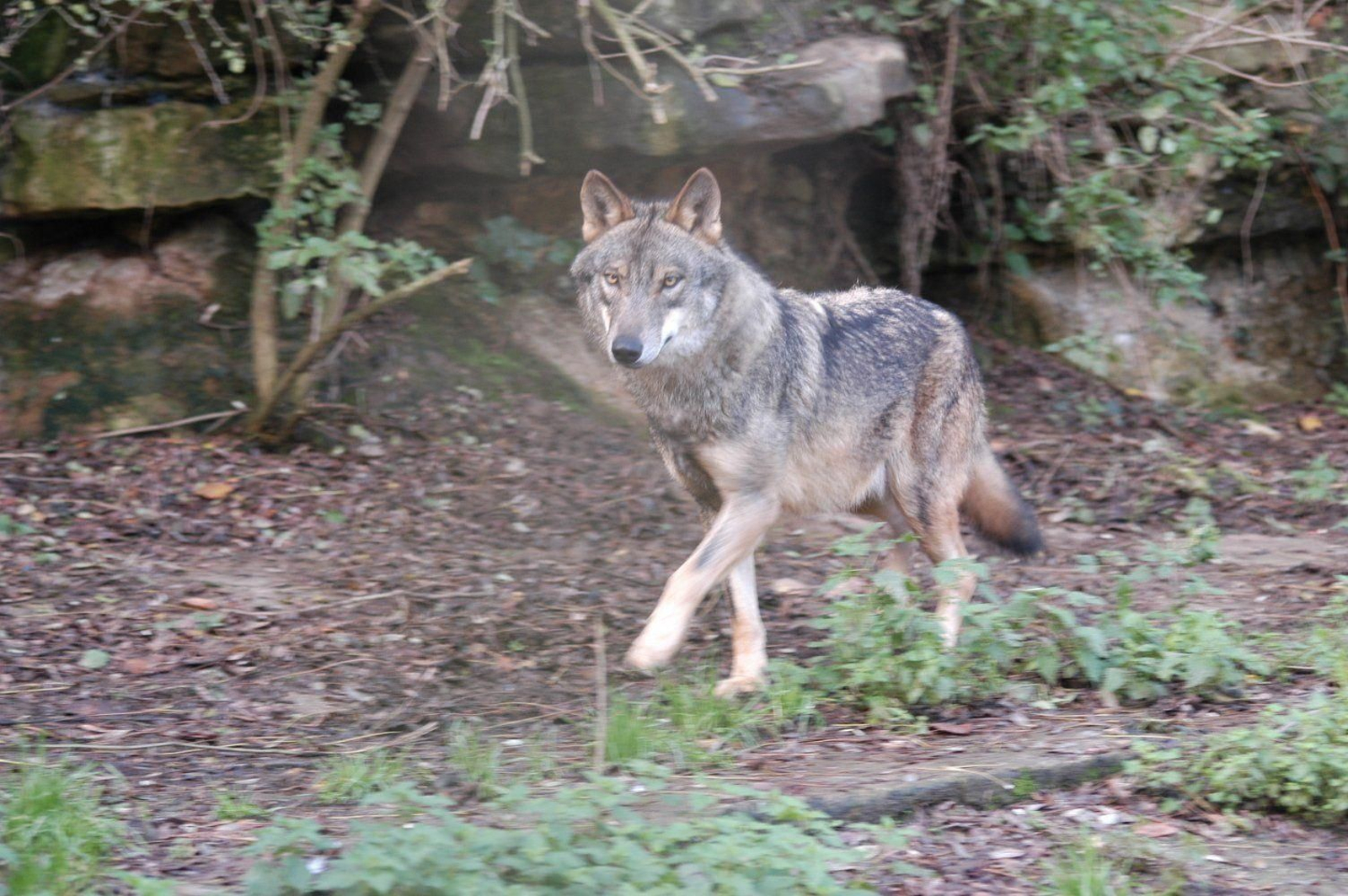 Un ejemplar de lobo ibérico