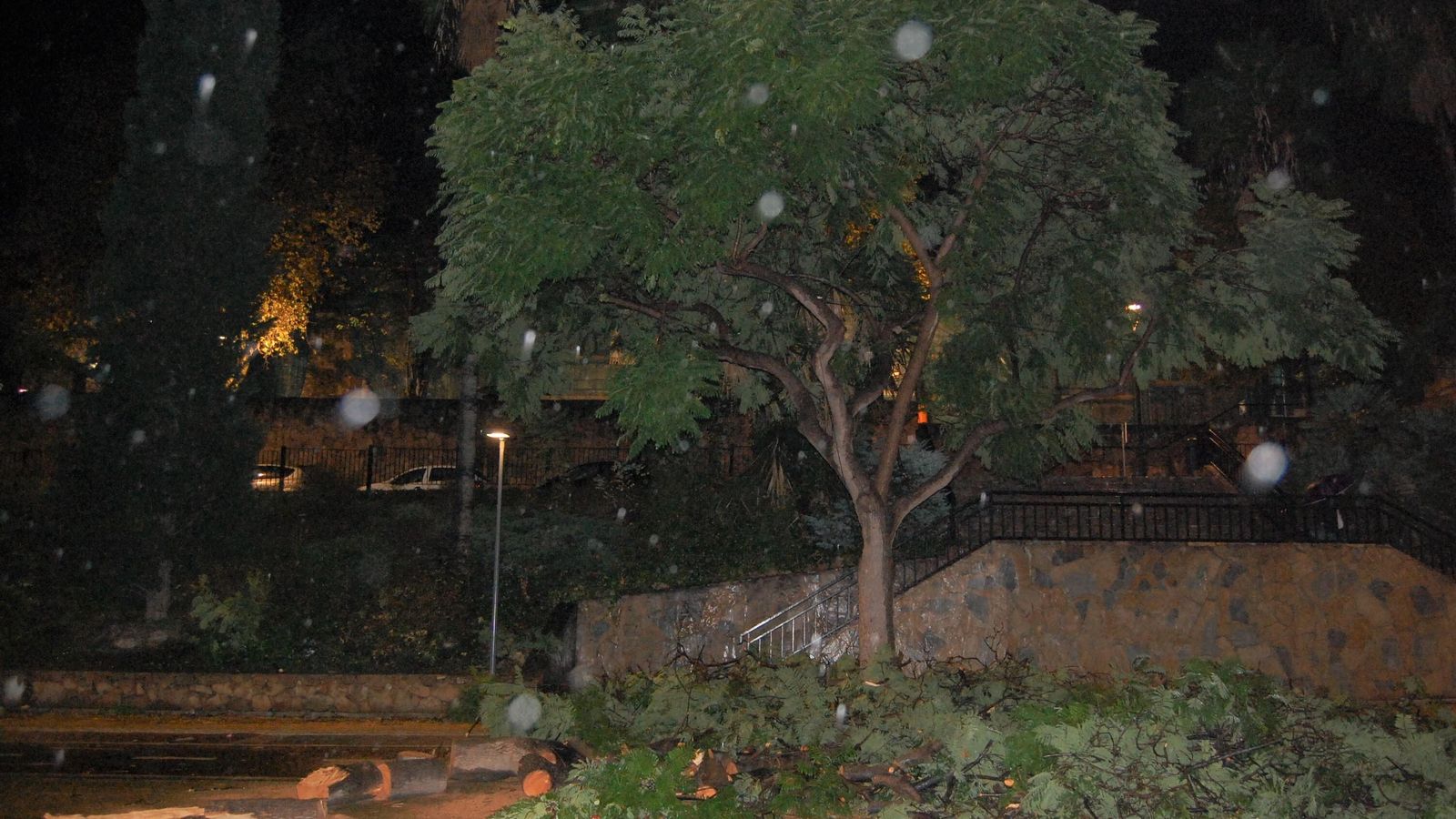 Los restos de un árbol caído en el Parque de la Represa. Los restos de un árbol caído en el Parque de la Represa.