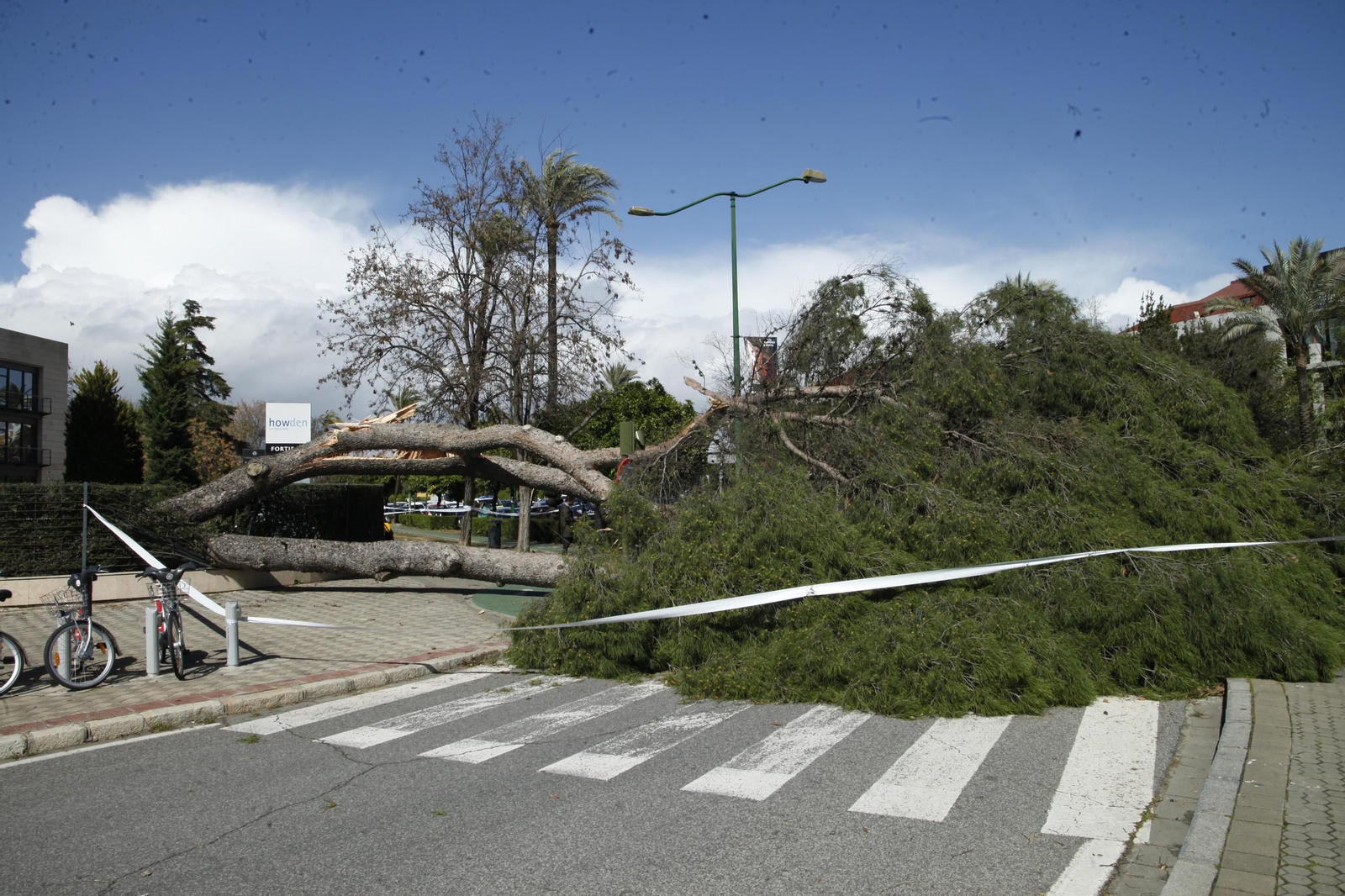 Las imágenes de los daños del viento en Sevilla