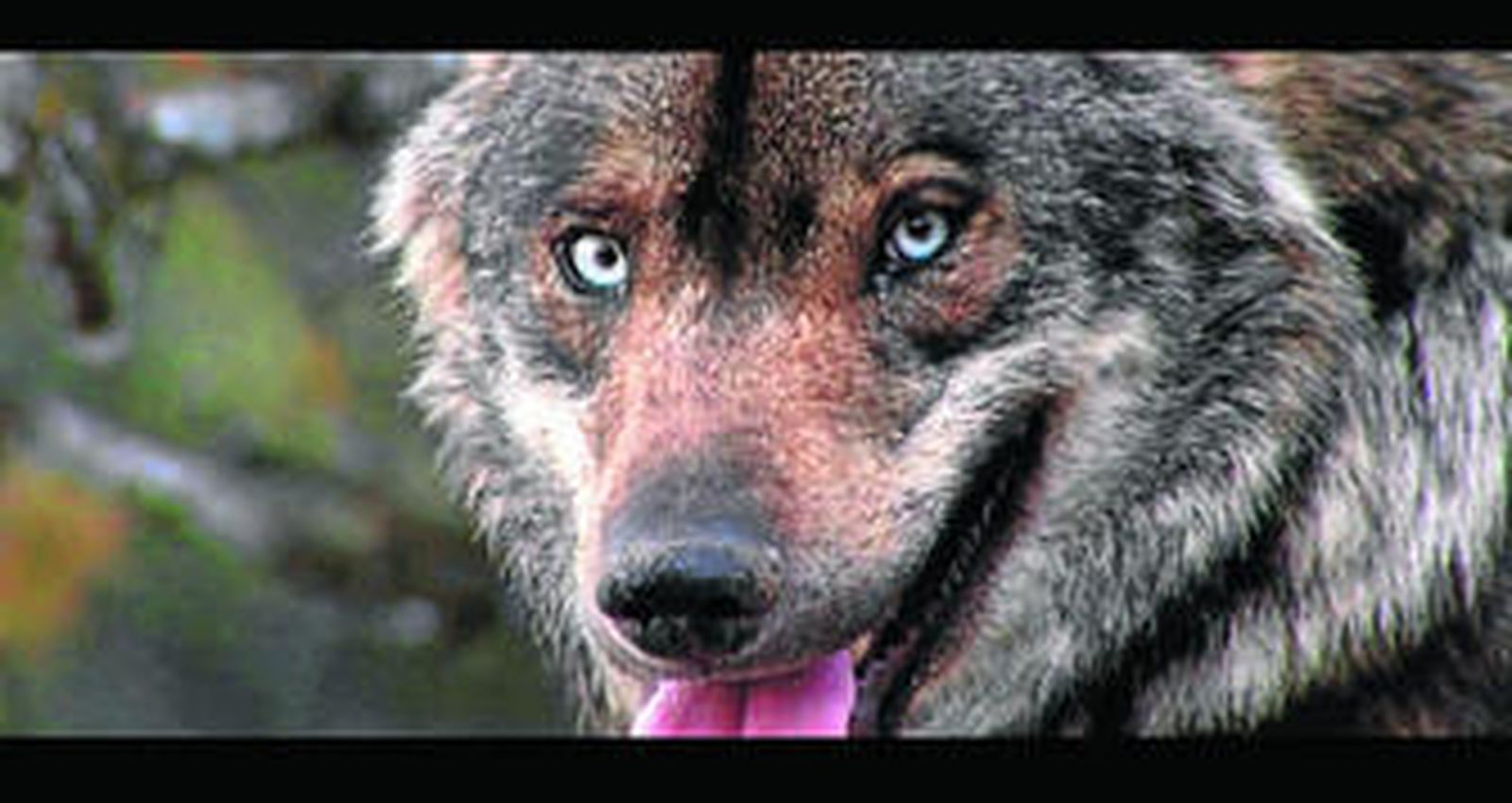 Un fotograma del documental que se exhibirá hoy.