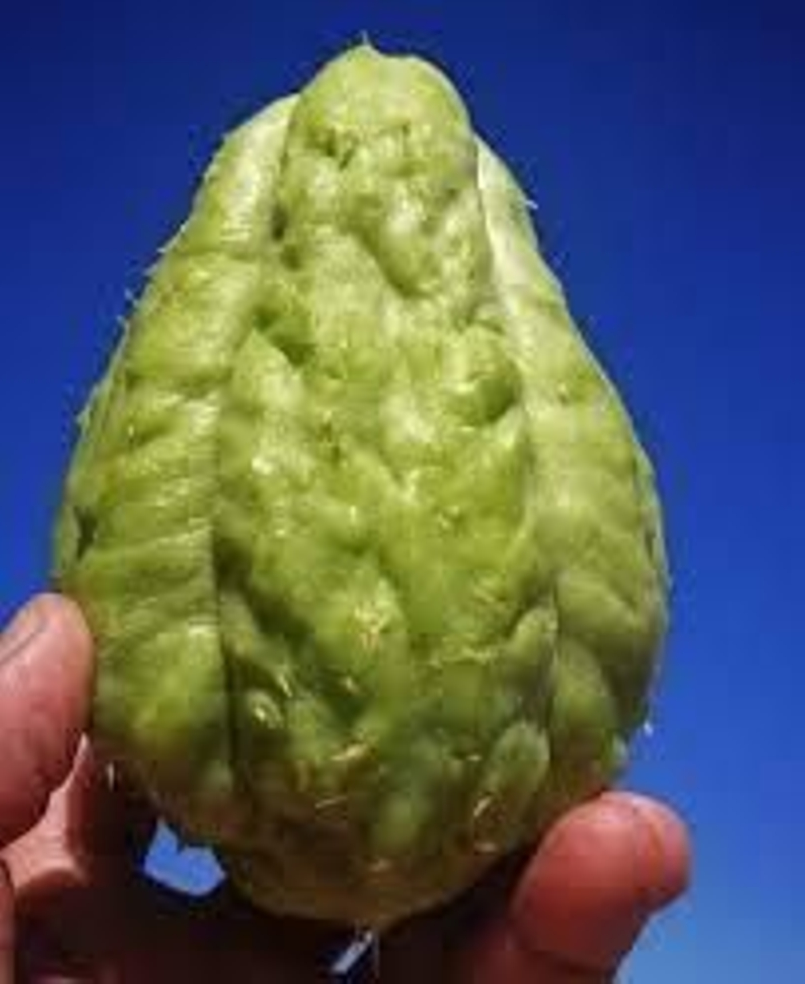 Imagen de un chayote.