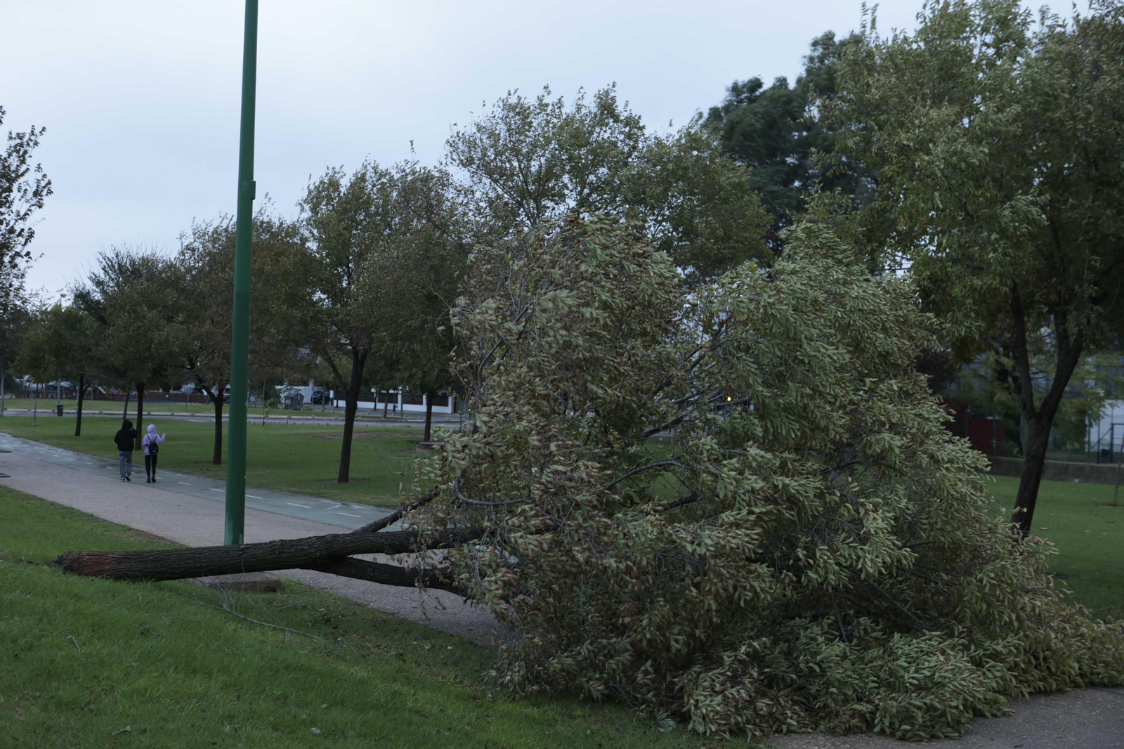 Árboles caídos por el temporal de viento y lluvia