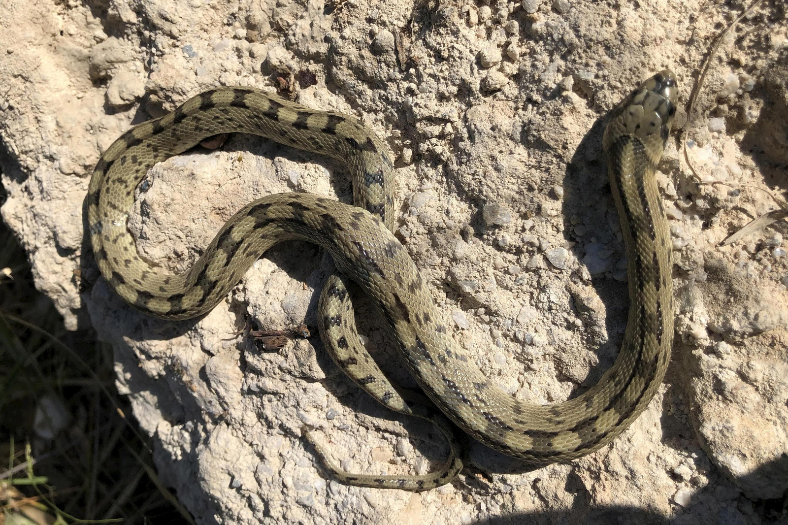 Culebra de escalera. Bosques de montaña o tierras de cultivo. Suele medir entre un metro y metro y medio. Aunque puede estar activa de día, es muy frecuente encontrarlas activas en el crepúsculo y la noche. Carece de veneno y se alimenta de pequeños mamíferos.