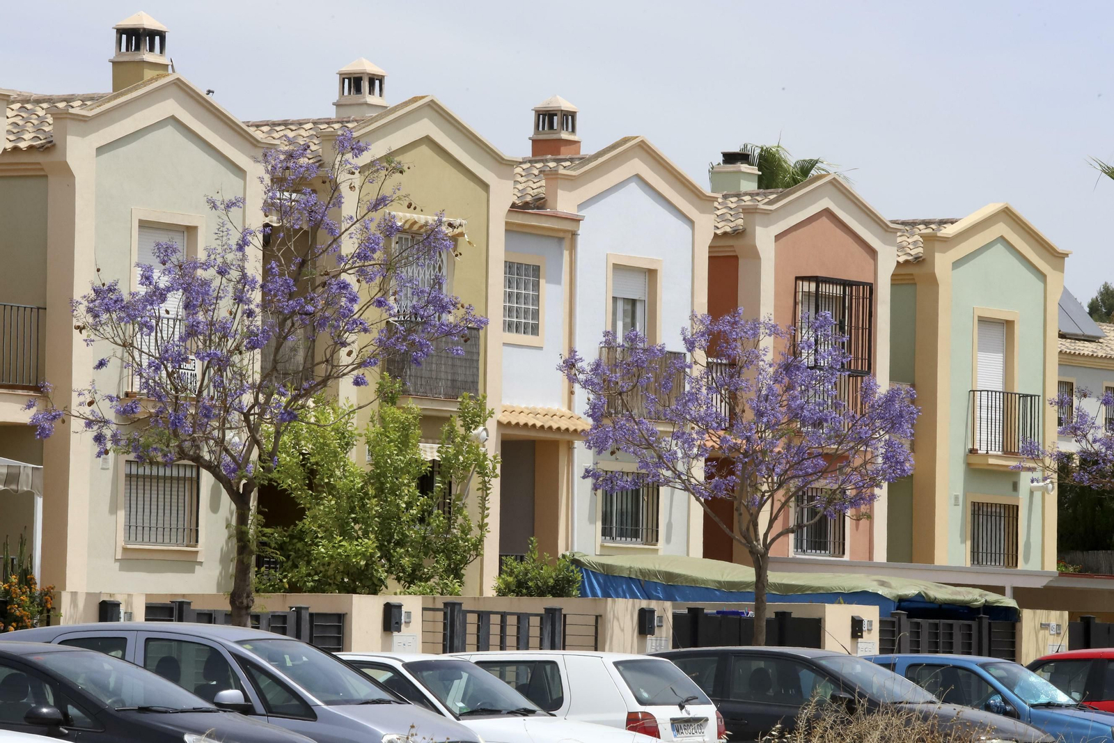 Campanillas en fotos