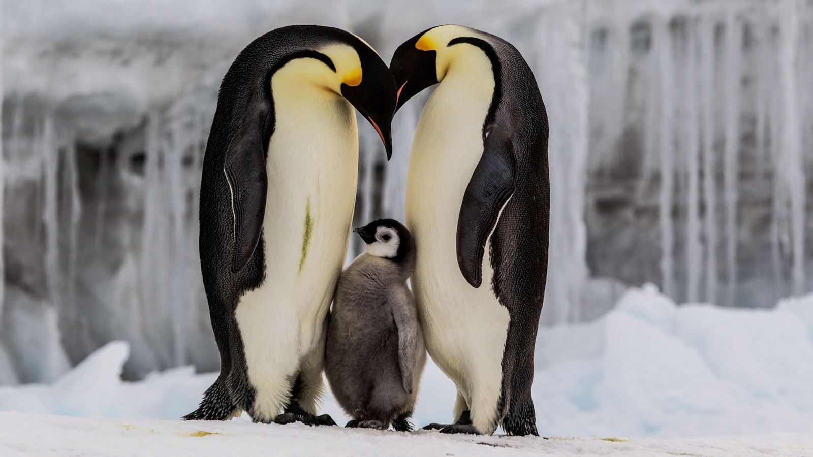 Un estudio advierte del peligro de la extinción del pingüino emperador en la Antártida