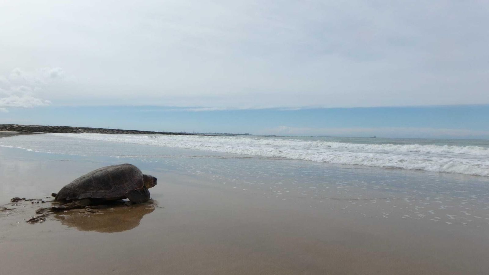 Una de las tortugas, dirigiéndose hacia la Bahía tras ser liberada.