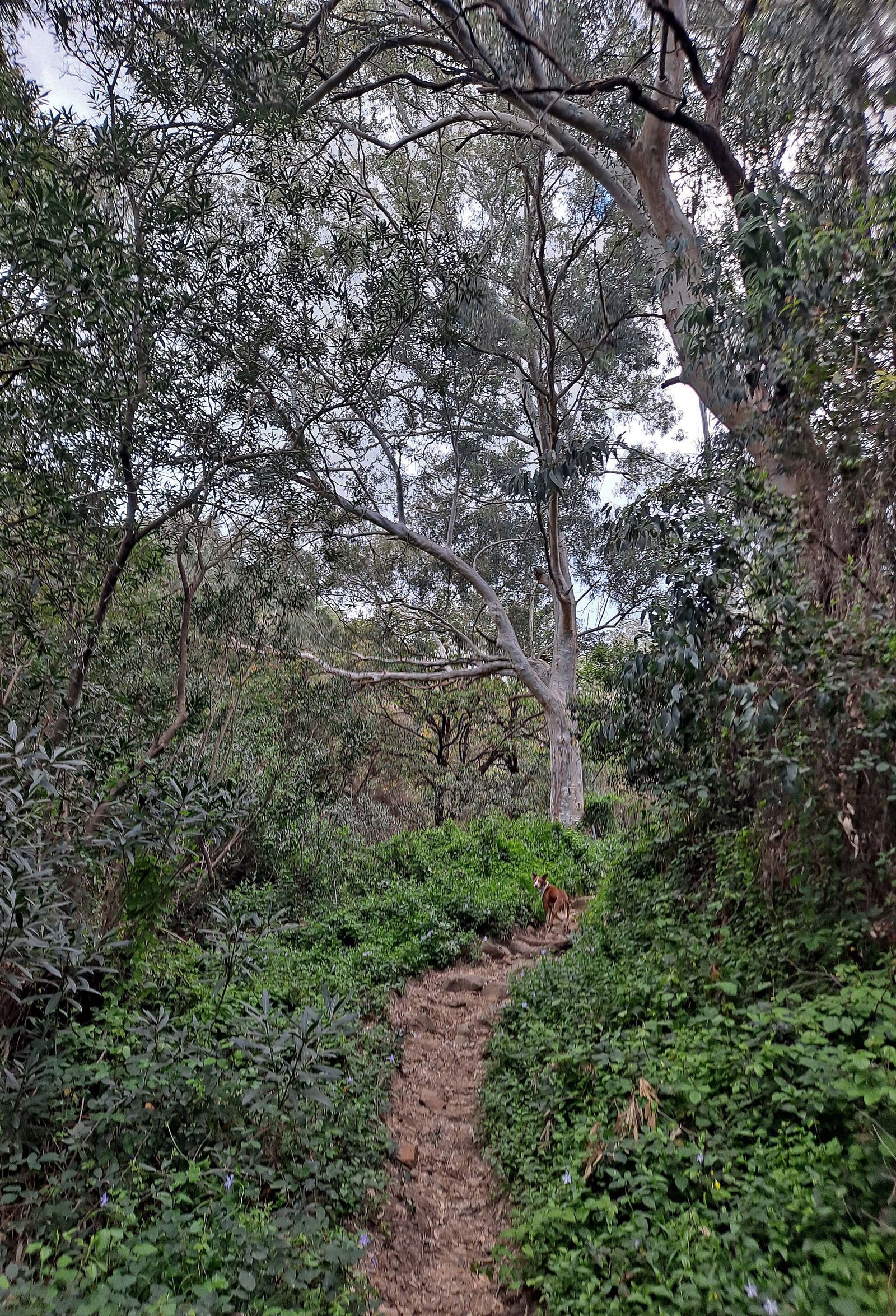 Fotos del sendero de la Garganta de Marchenilla en Algeciras