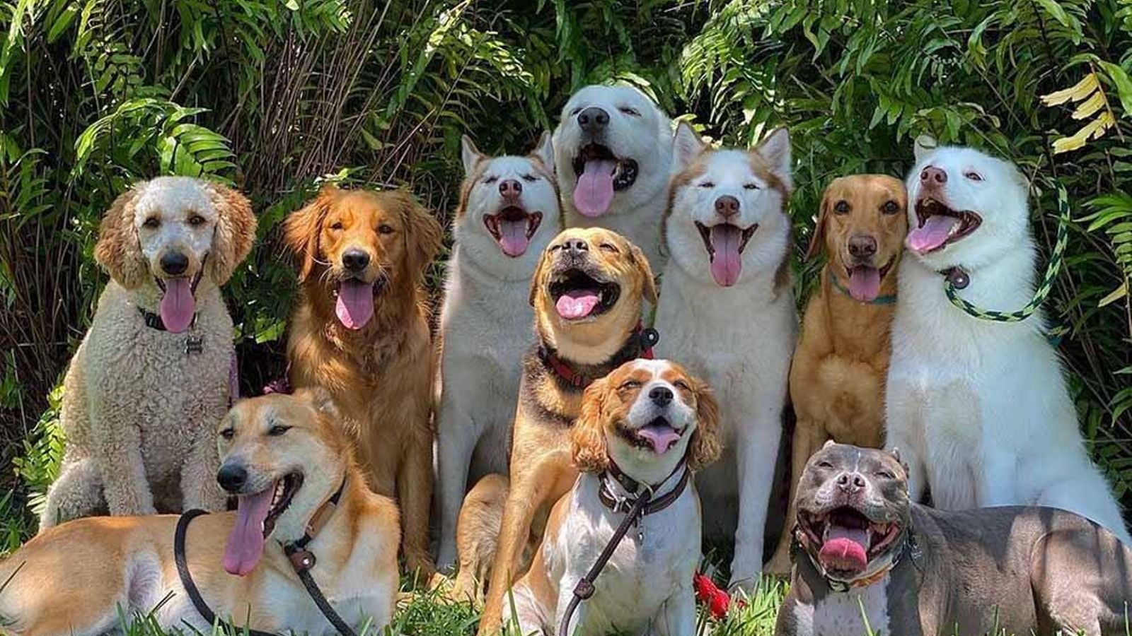 grupo de perros grupo de perros