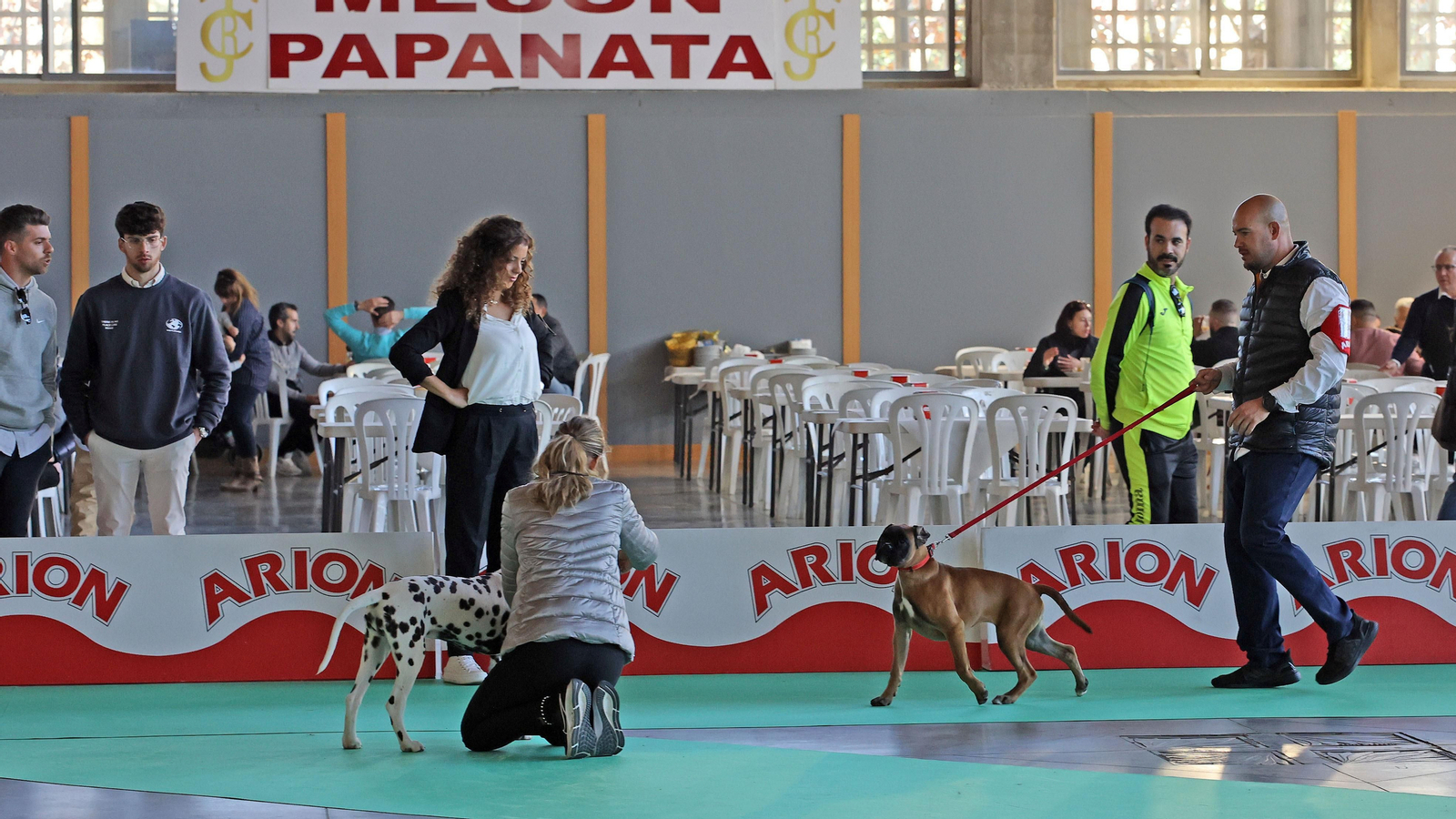 Imágenes de la 49ª edición de la Exposición Nacional Canina y la 25ª edición de la Exposición Internacional Canina en IFECA Jerez