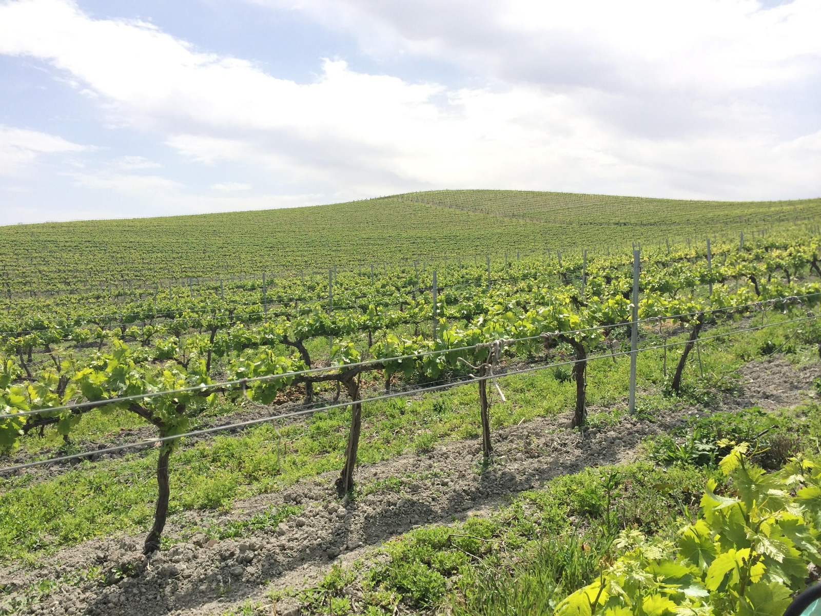 Las fotografías de la primavera en la Campiña de Córdoba