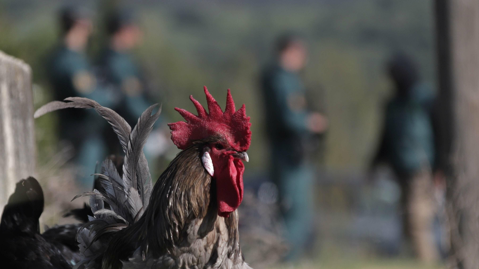 Un gallo andaluz observa uno de los registros realizados por la Guardia Civil en un finca de Tarifa.