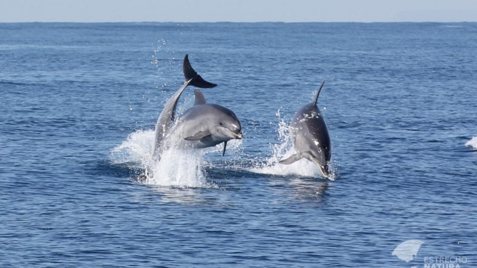 Delfines