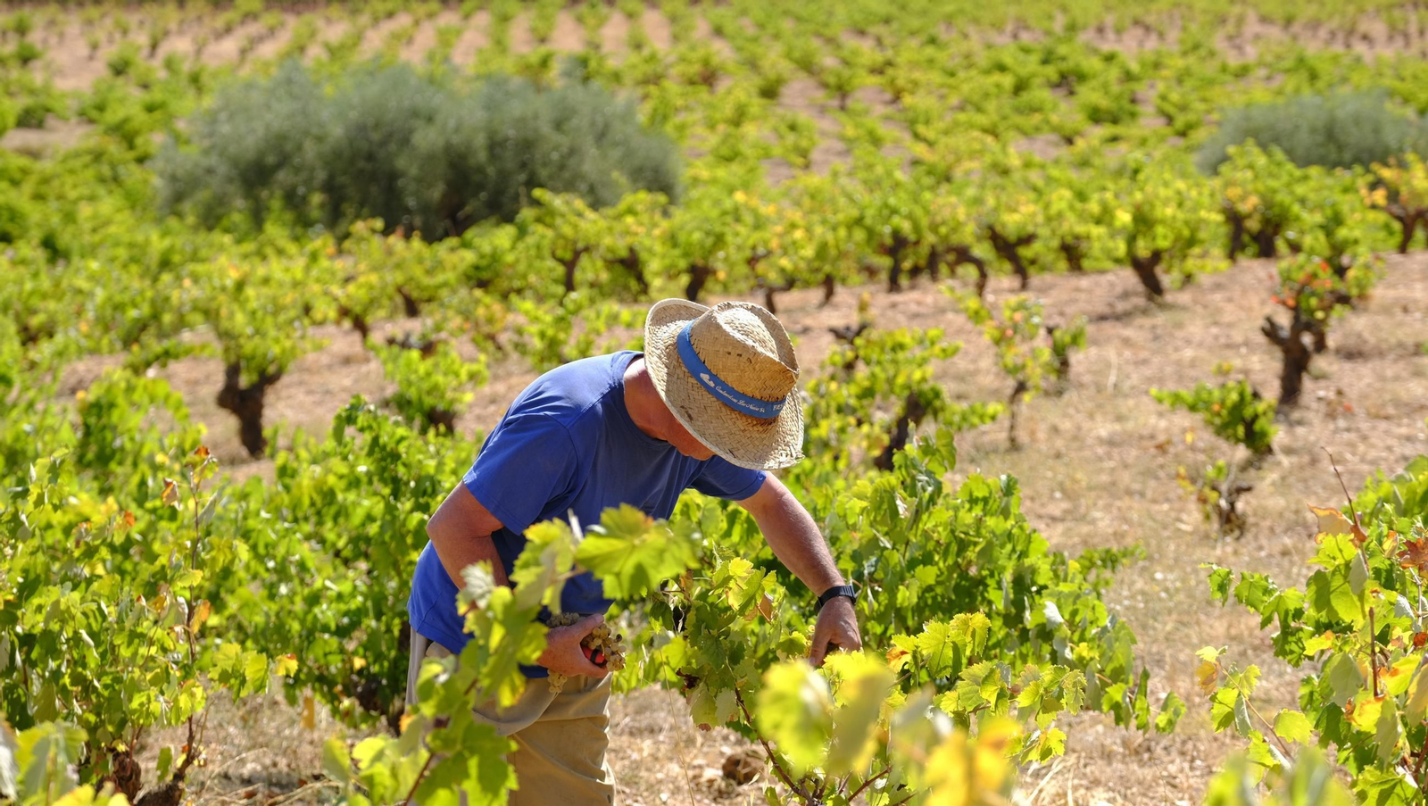 La vendimia en la Bodega Cortijo del Cura de Laujar, en imágenes