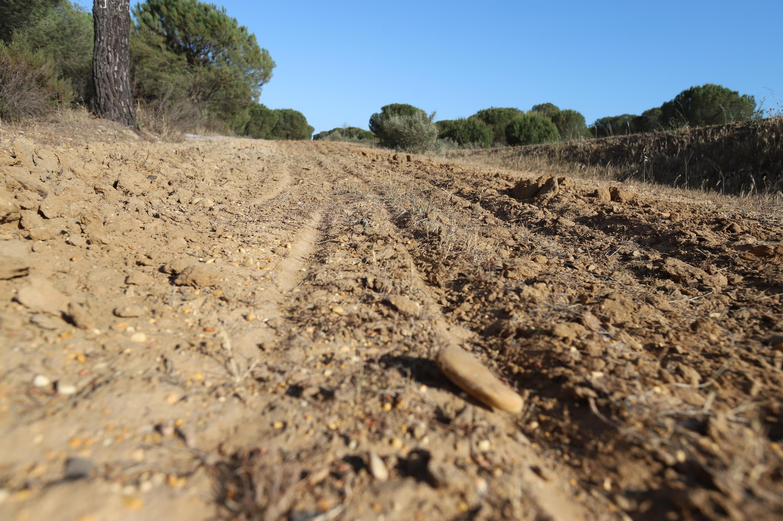 Imágenes del estado en el que se encuentran los caminos del Rocío para la Romería 2023