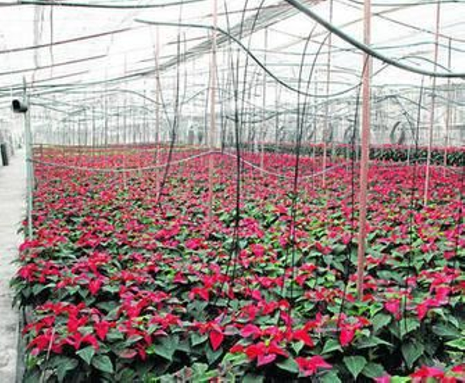 En uno de los 'insole' se cultivan ya flores de Pascua que comenzarán a venderse a finales de este mes.