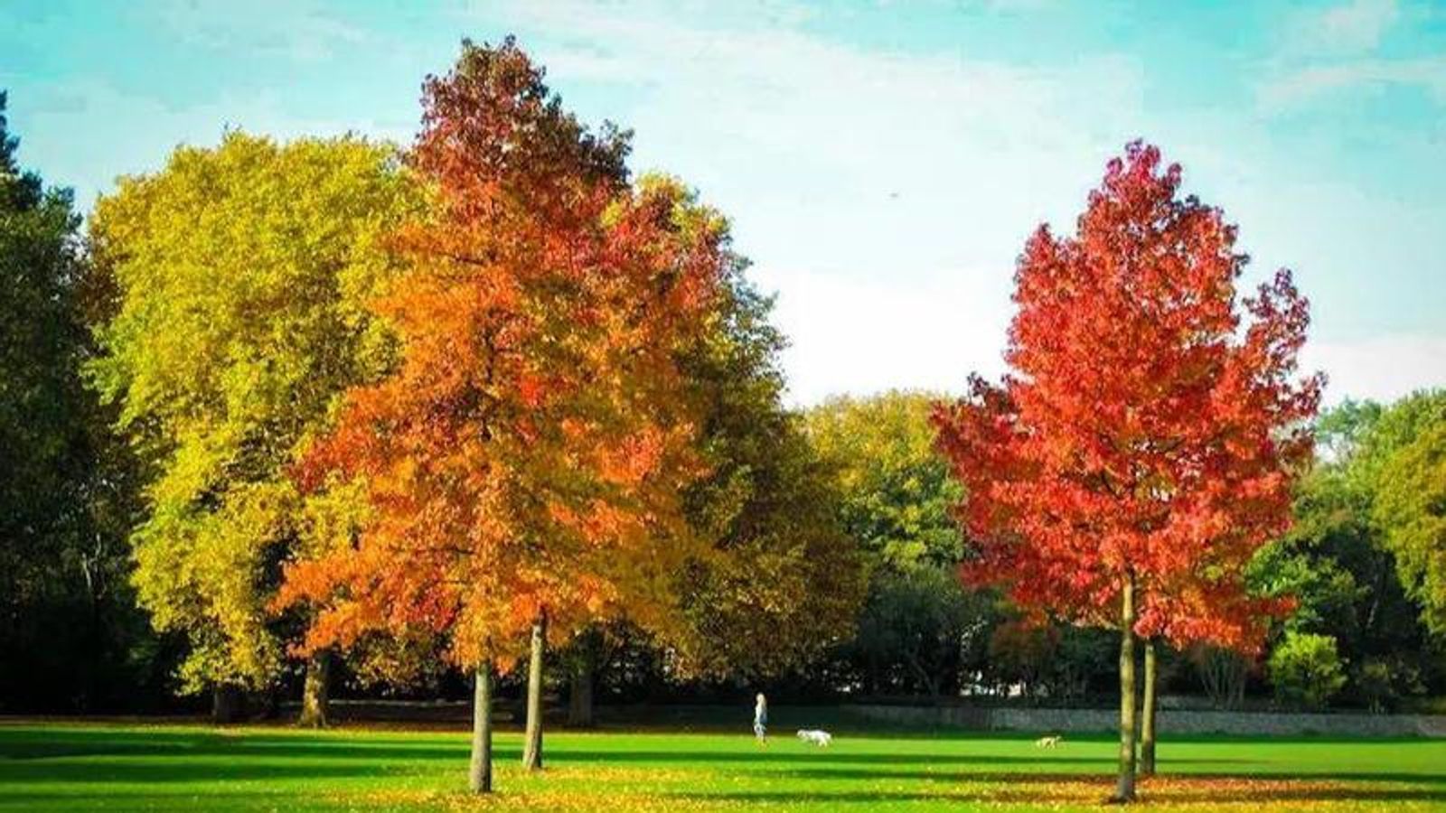 Ejemplares de liquidámbar.