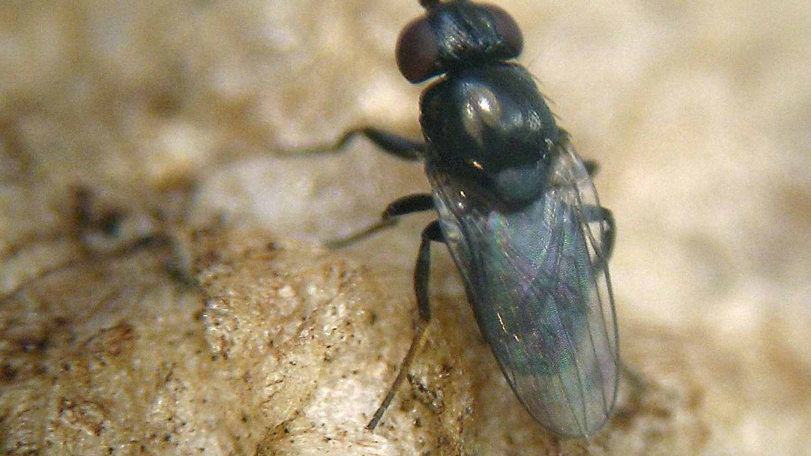 Las moscas proliferan con las altas temperaturas.