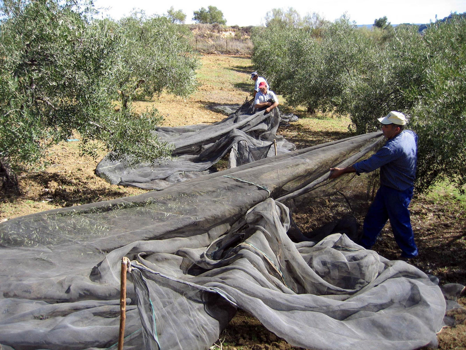Jornaleros, en pleno tajo en la recogida de la aceituna.