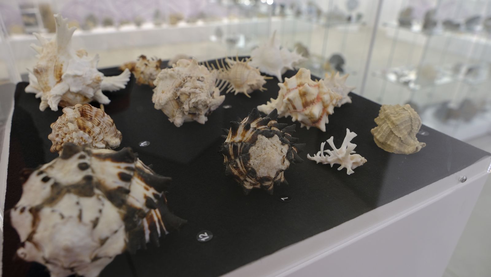 Las mejores imágenes del Pabellón de Historia Natural de la UAL