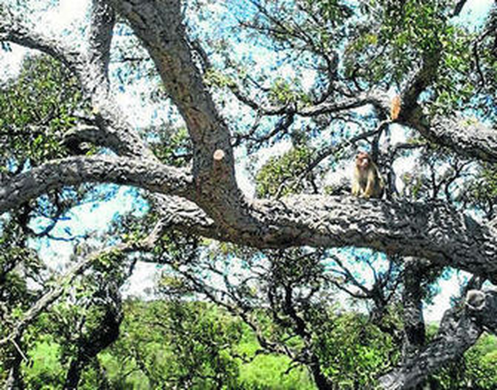 El mono, poco antes de ser capturado.