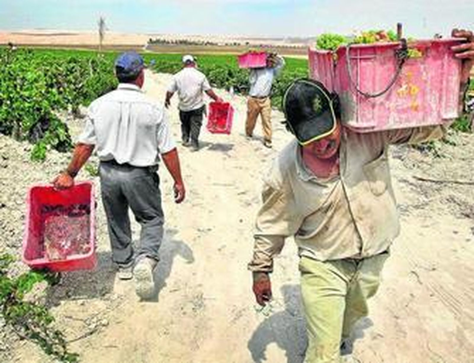 Un grupo de jornaleros trabaja en la vendimia de Jerez.