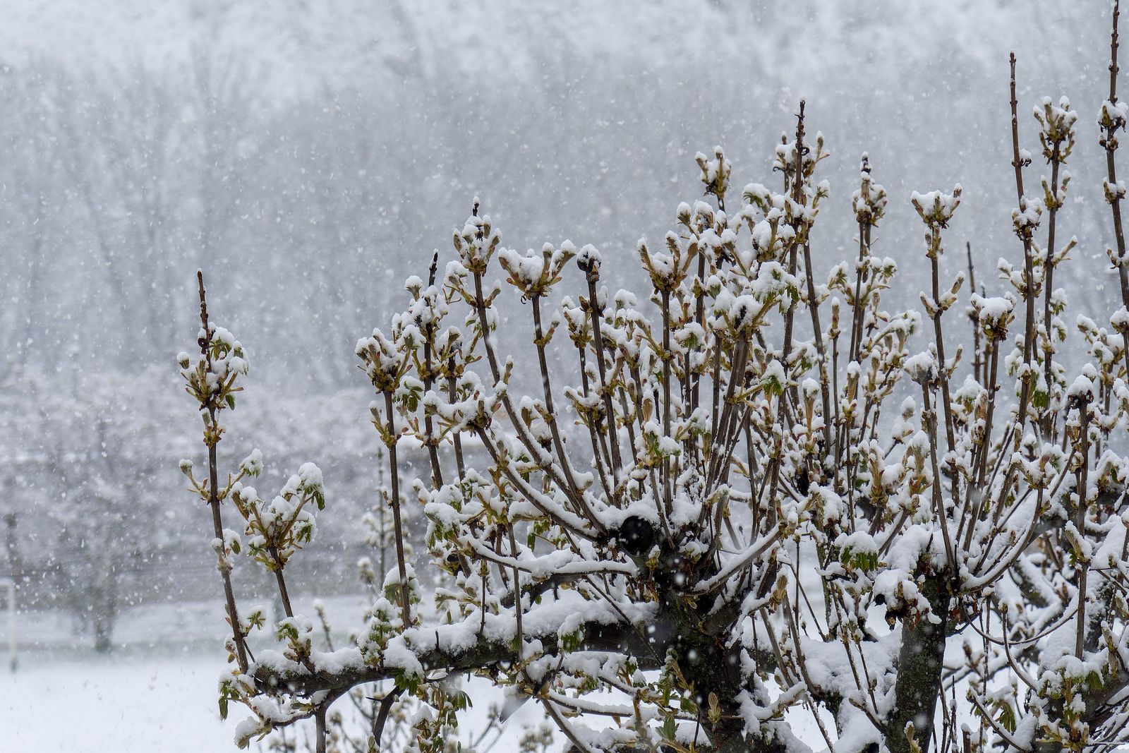 En el norte, Aragón ha sufrido también importantes nevadas