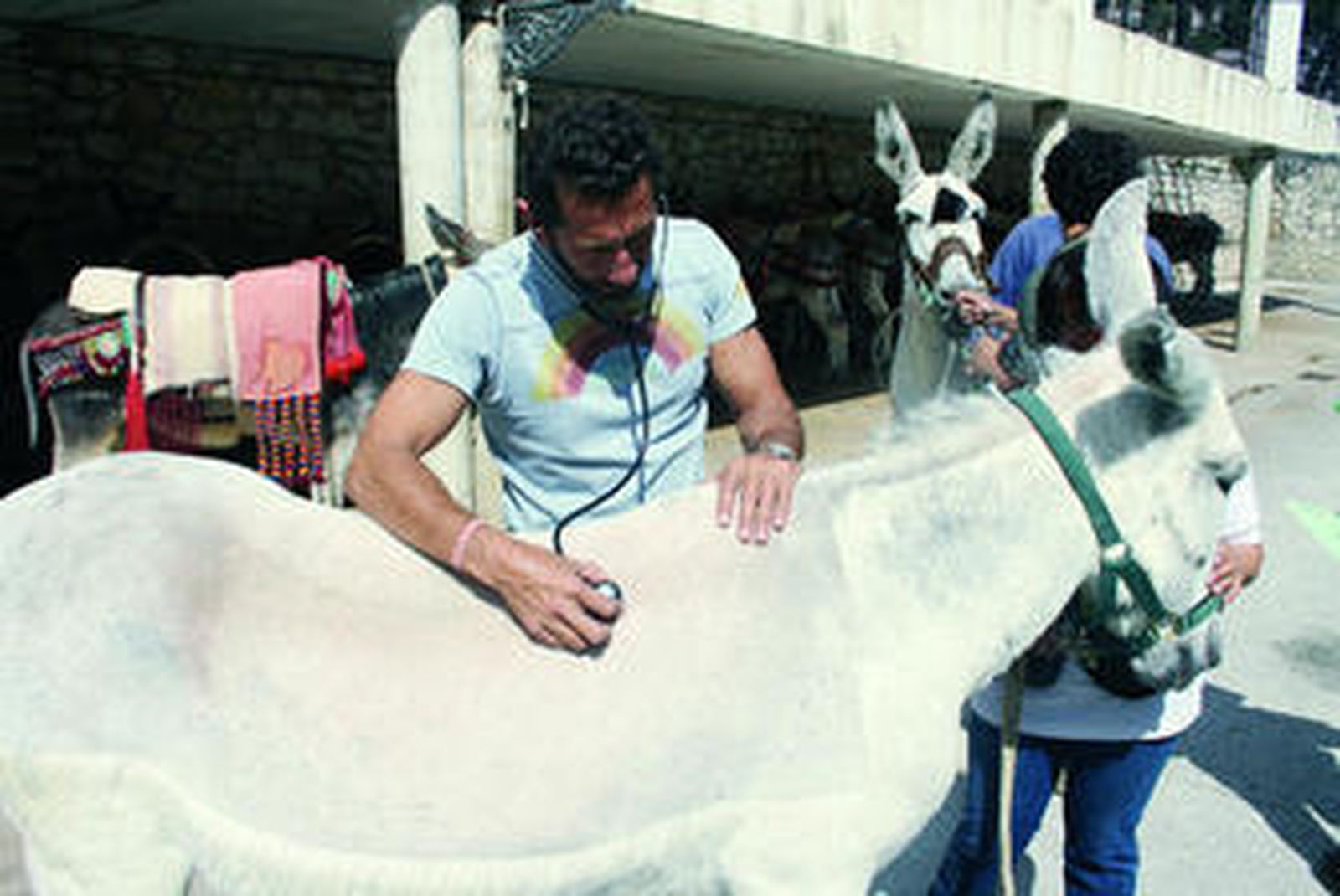 Un veterinario escucha las pulsaciones de uno de los burros.