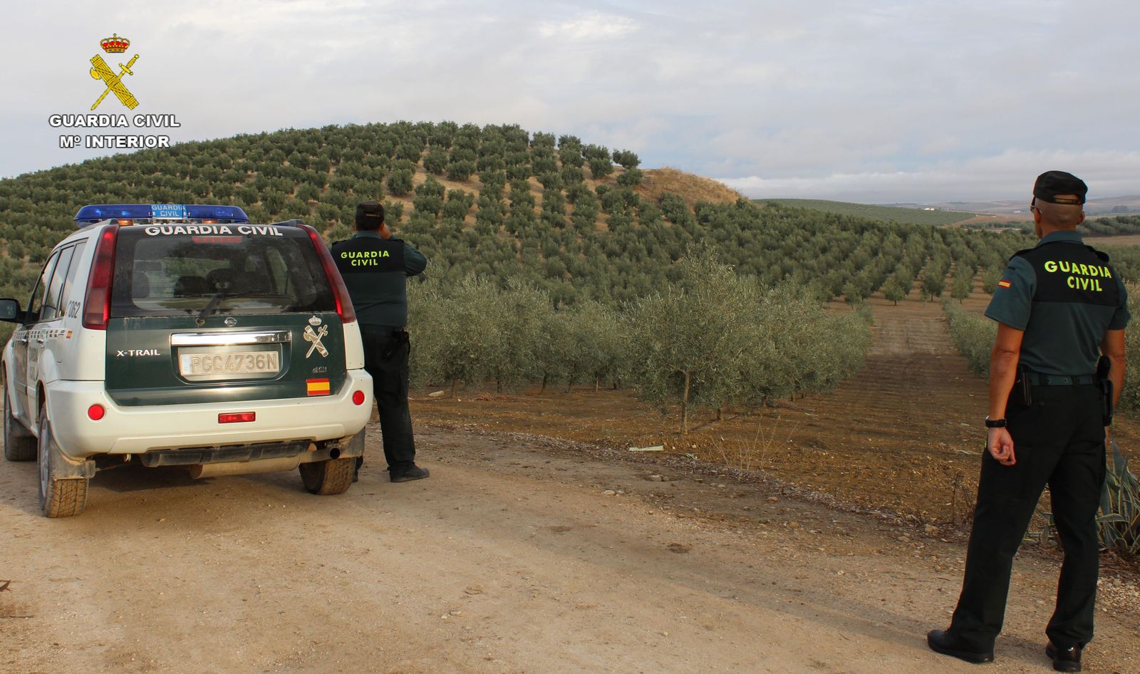 Agentes de la Guardia Civil realizando vigilancia en olivares