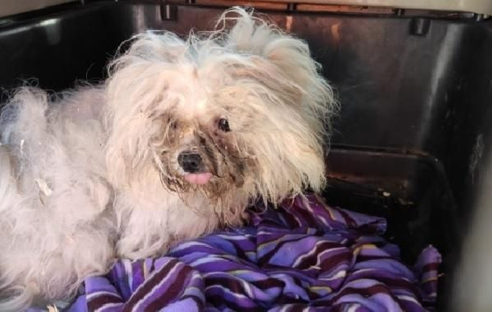 Los perros con las cuerdas vocales cortadas en Granada  son entregados a seis protectoras