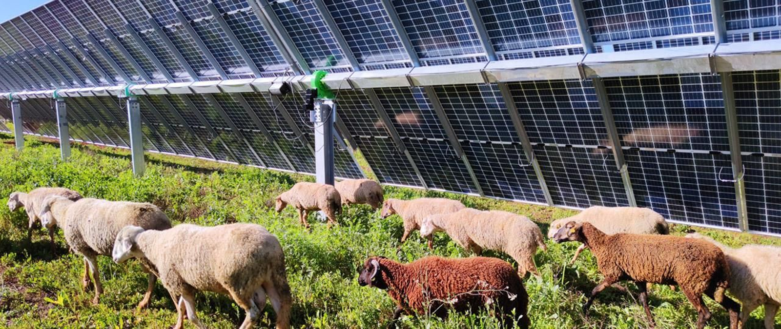 Ovejas en la planta solar de Carmona.