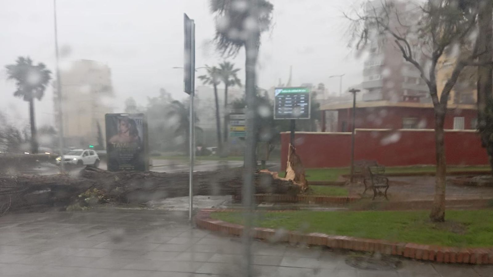 El tráfico queda paralizado frente al Corte Inglés de Algeciras tras la caída de un árbol sobre la calle Juan Pérez Arriete, cortando el sentido hacia el centro de la ciudad.