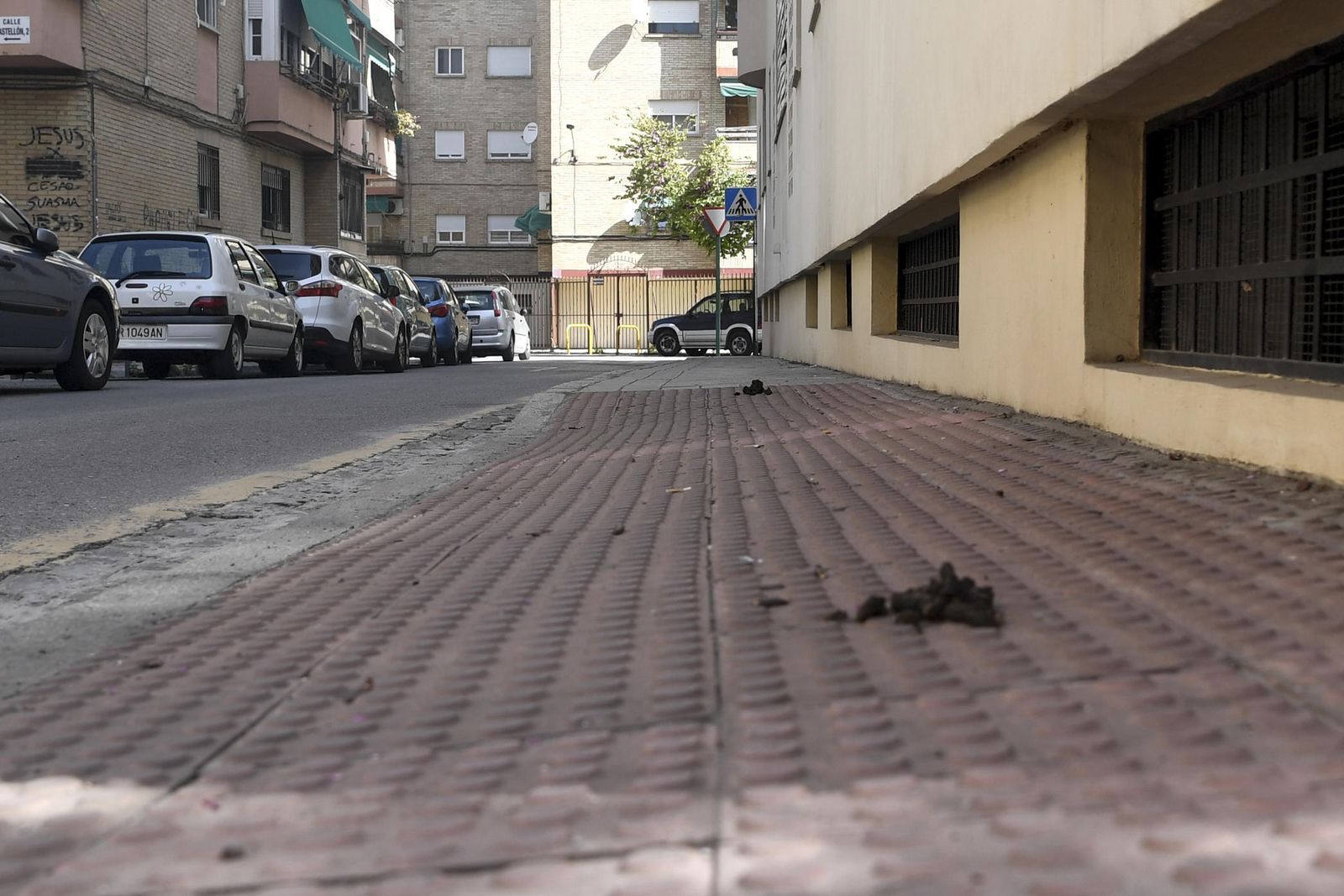 Excrementos de perro.