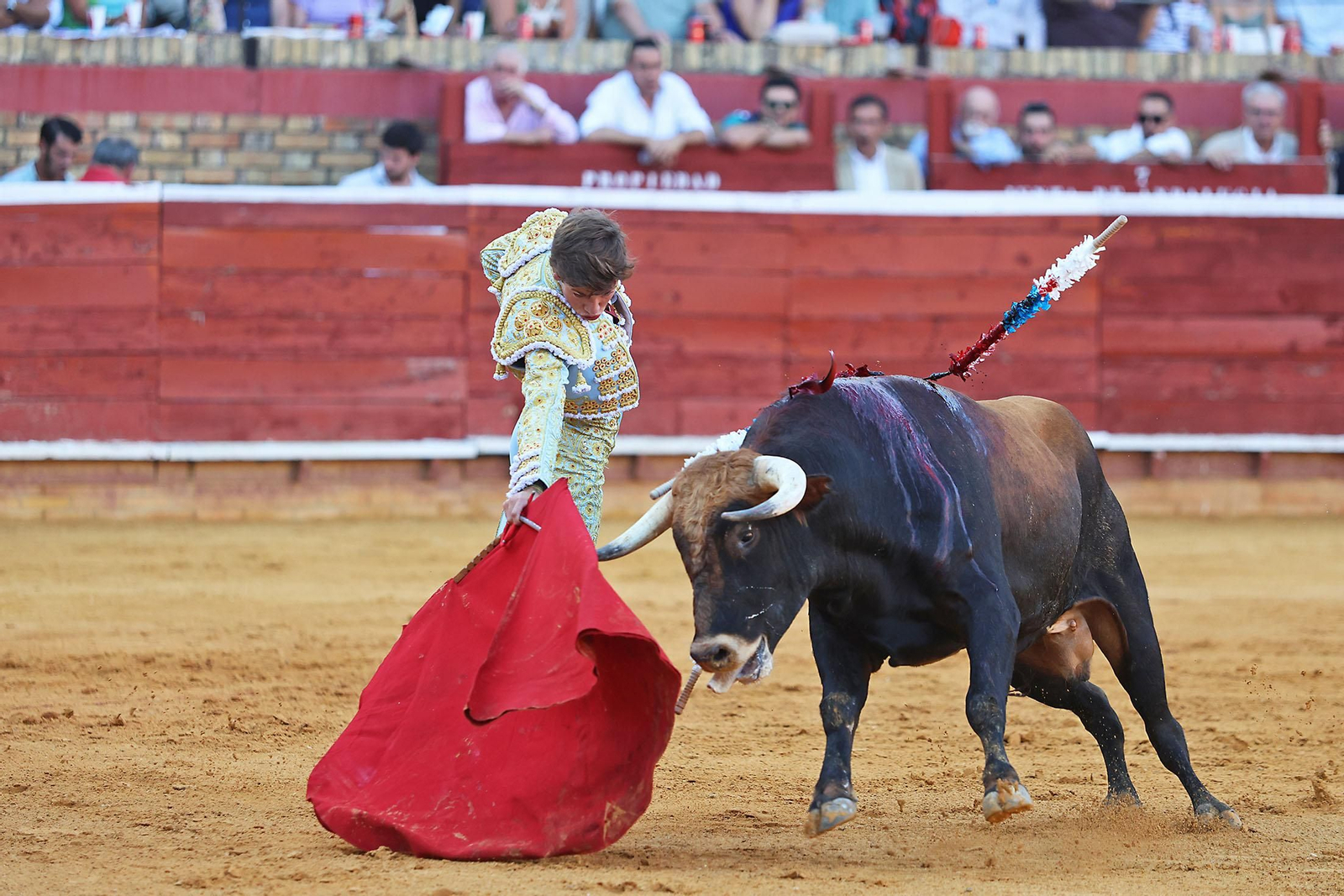 Toros La Merced 2024 Novillada con picadores(