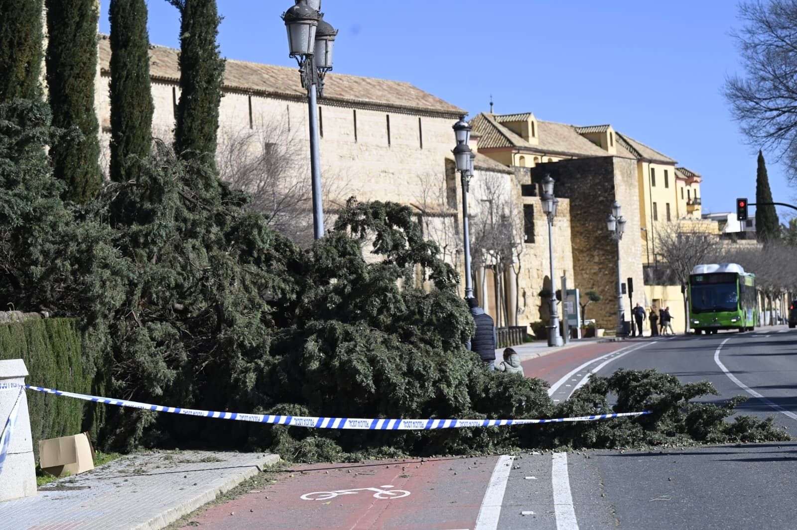 Un árbol caído en la zona del Alcázar de los Reyes Cristianos de Córdoba.