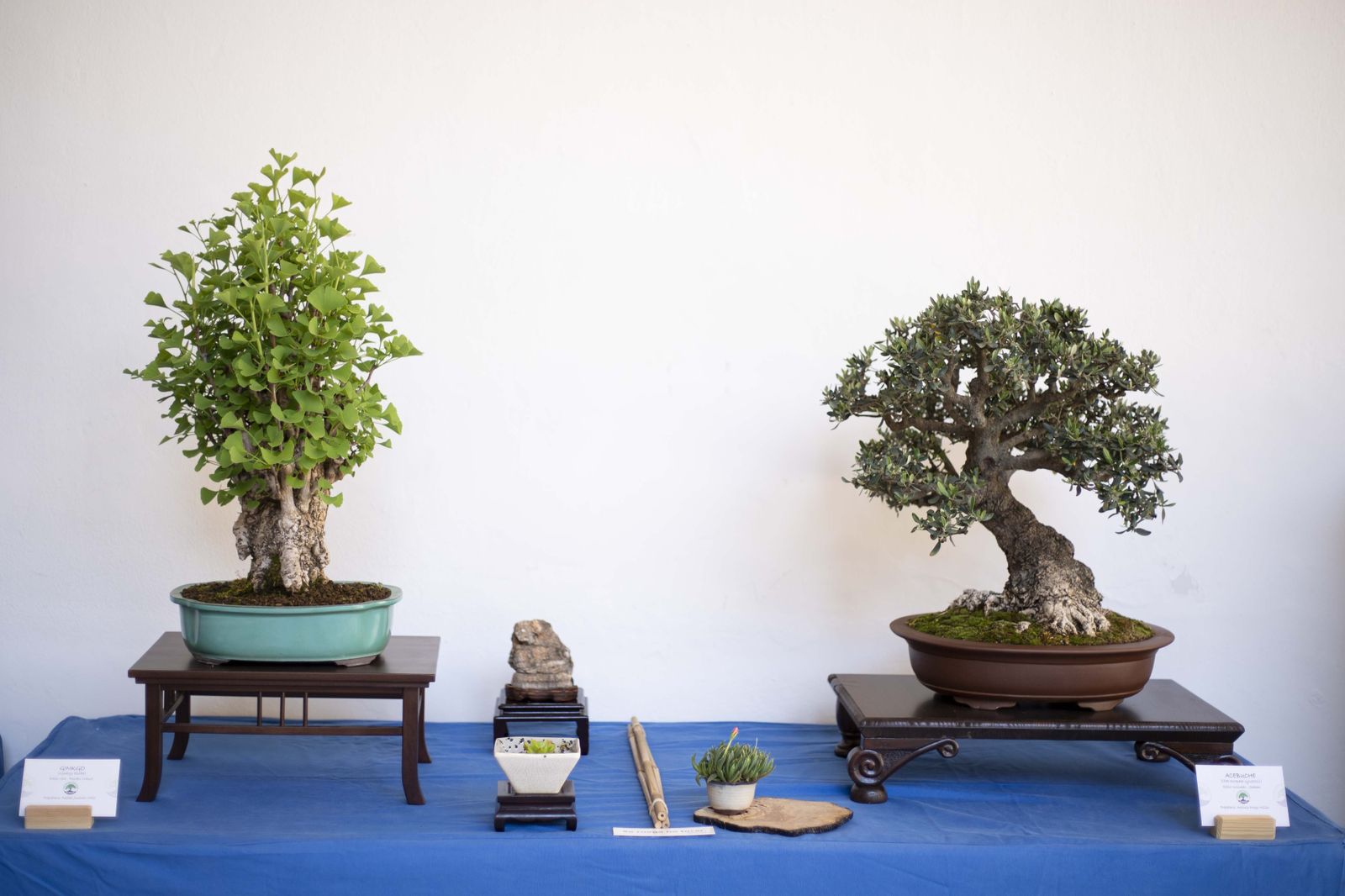 La Exposición de Bonsái de Primavera de Córdoba, en fotografías