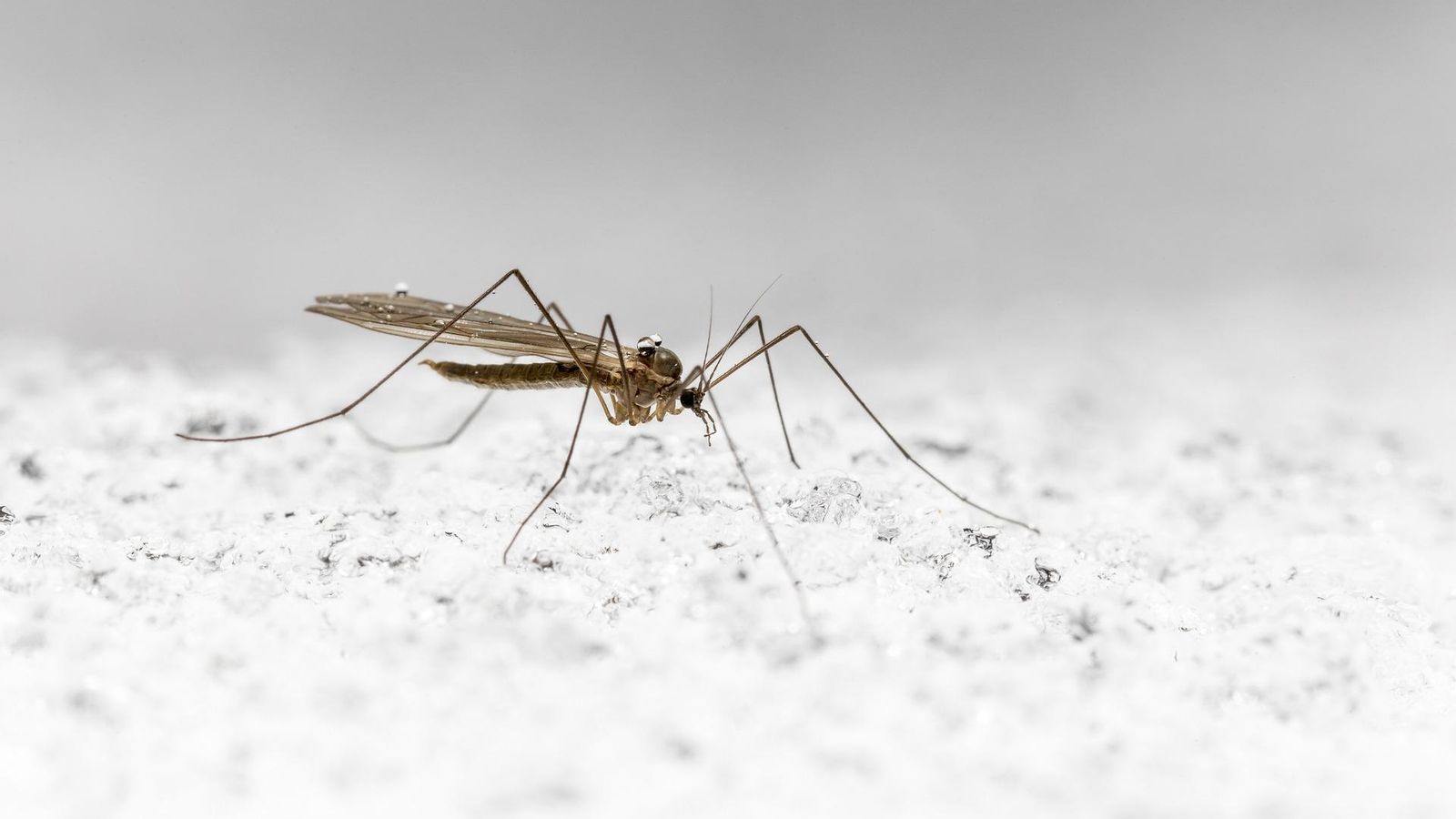 Un mosquito andando sobre el hielo.