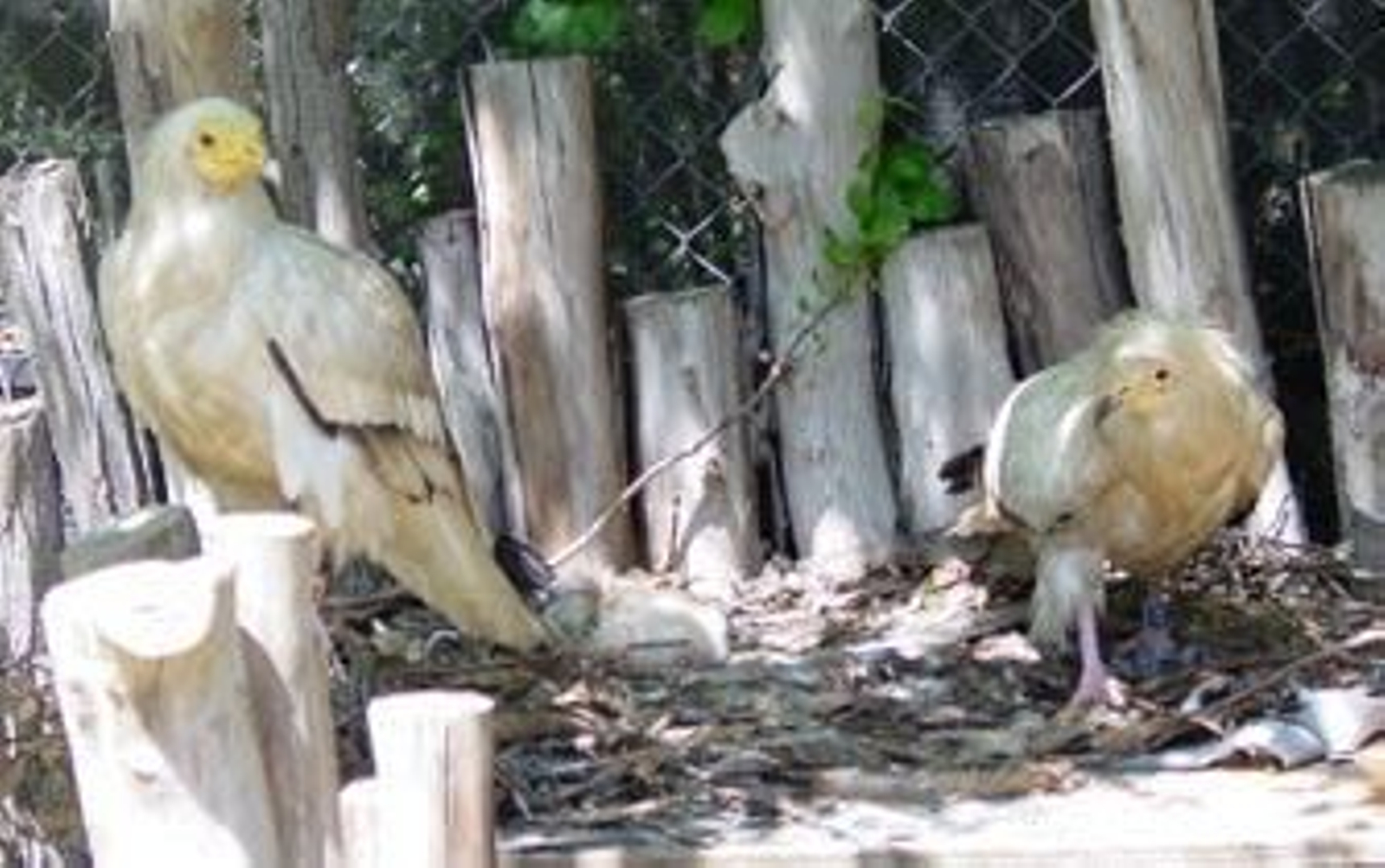 Nace en el Zoo un alimoche, especie catalogada en peligro