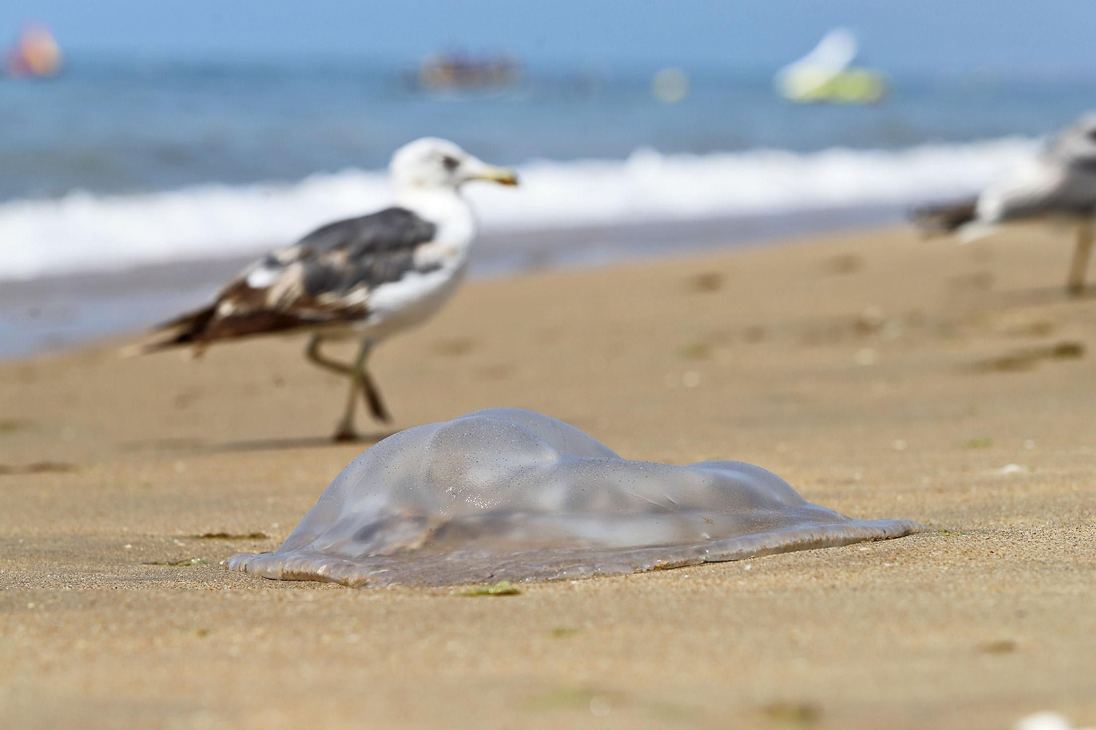 Imágenes del ambiente en las playas de Huelva en el 1 de julio