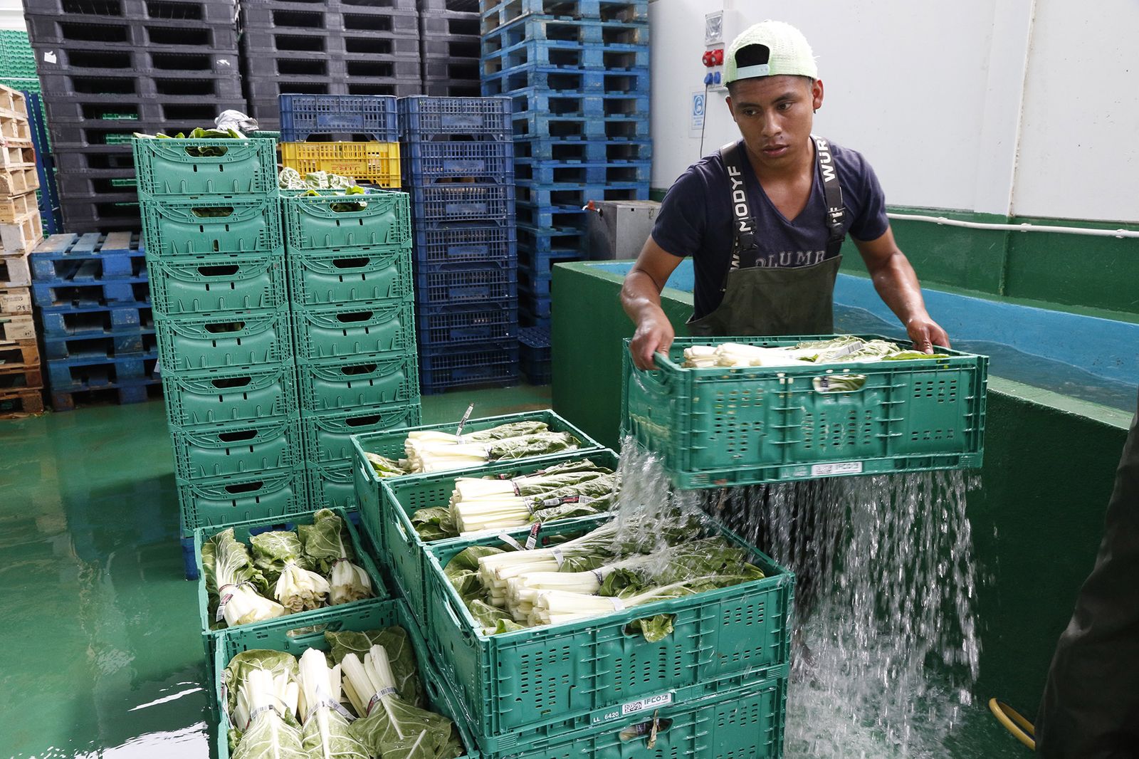 Un trabajador migrante, en una explotación hortofrutícola.