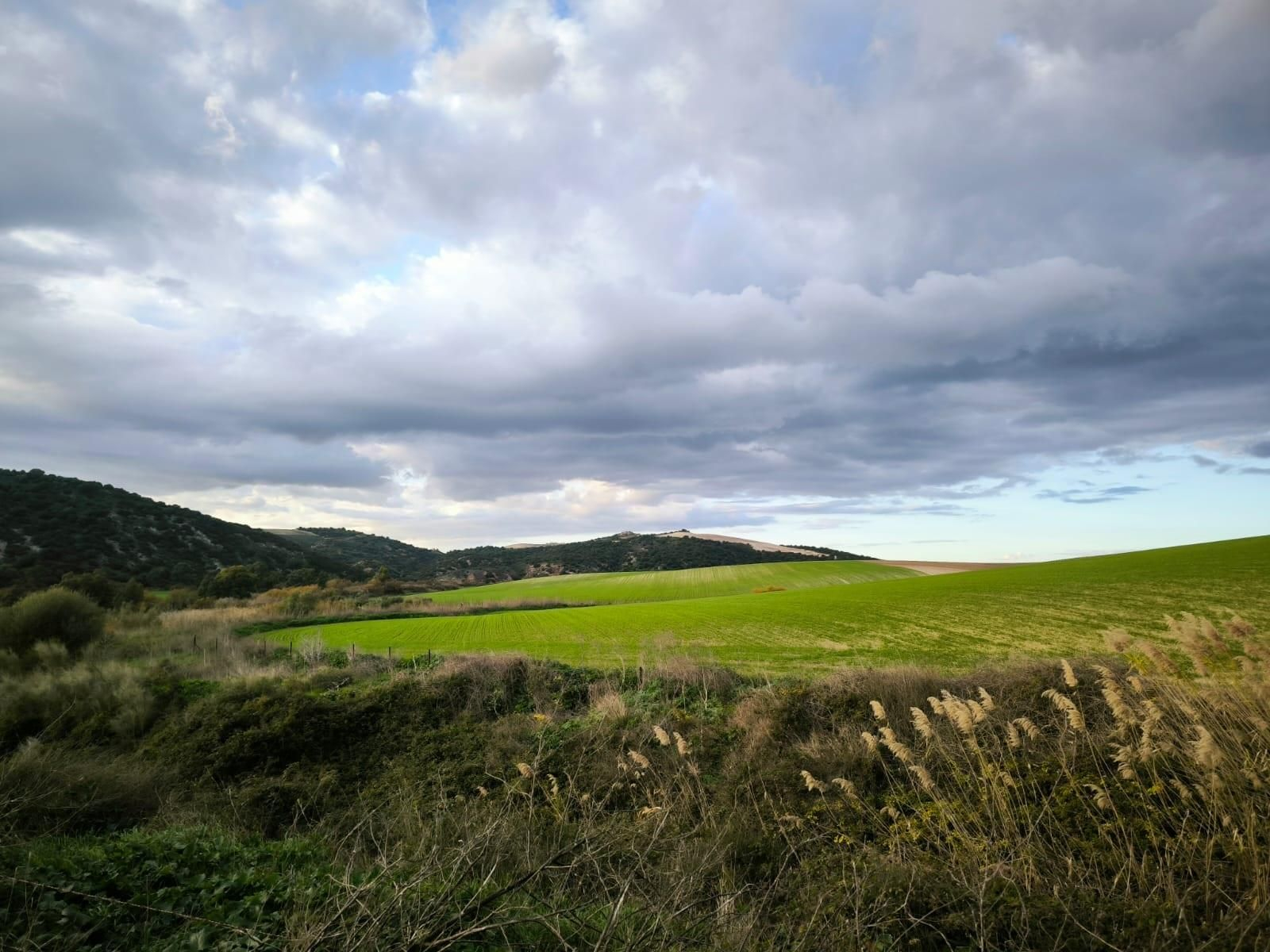 Imagen del terreno donde estaba prevista la planta de biogás de Verdalia