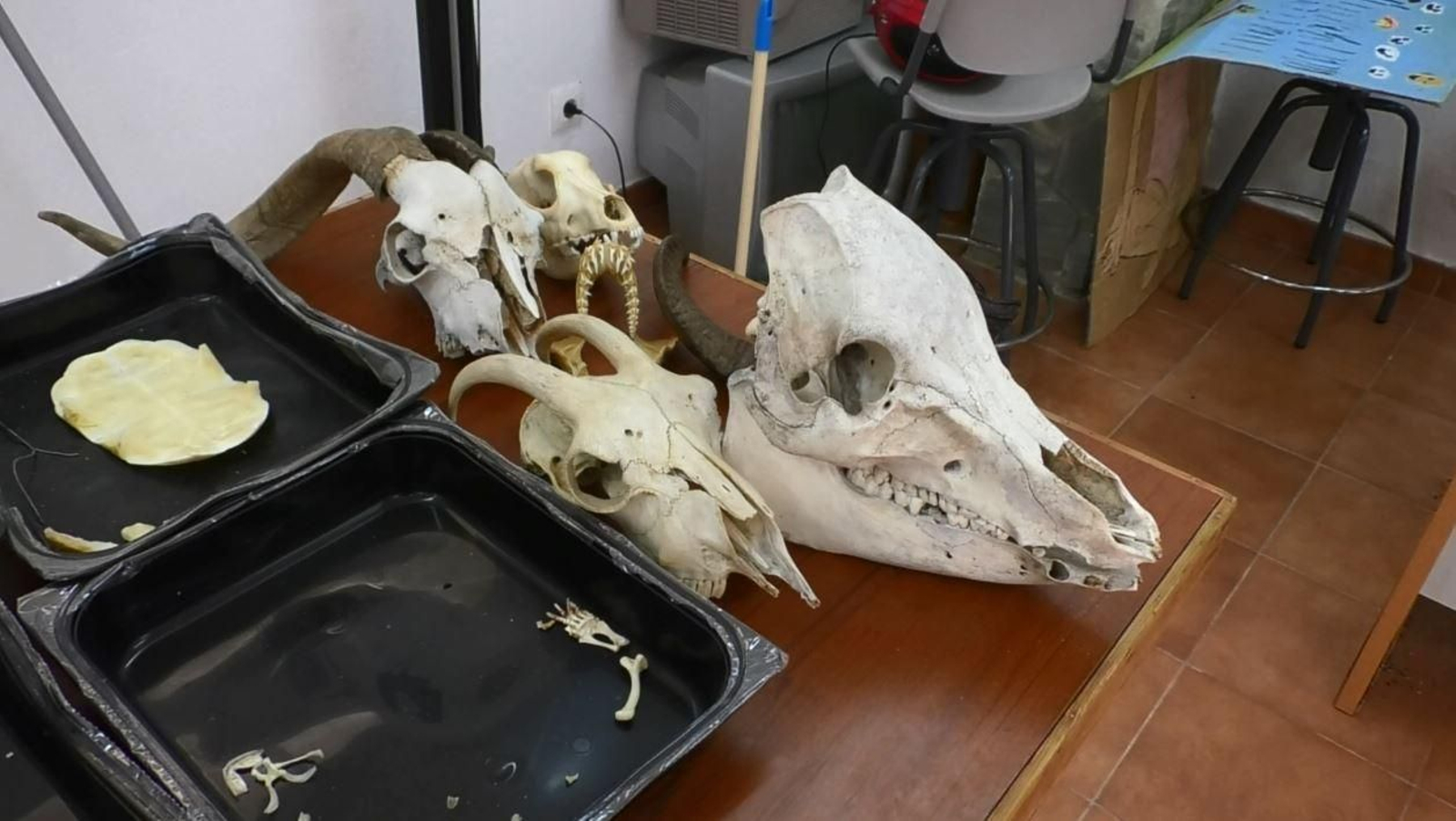 Exposición osteológica Exposición osteológica