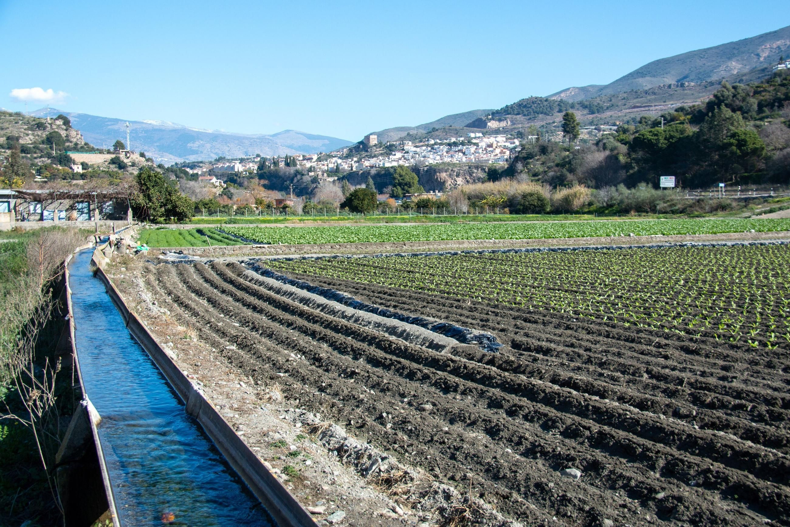 Una finca de Velez de Benaudalla, con el pueblo al fondo, con el sistema de regadio tradicional.