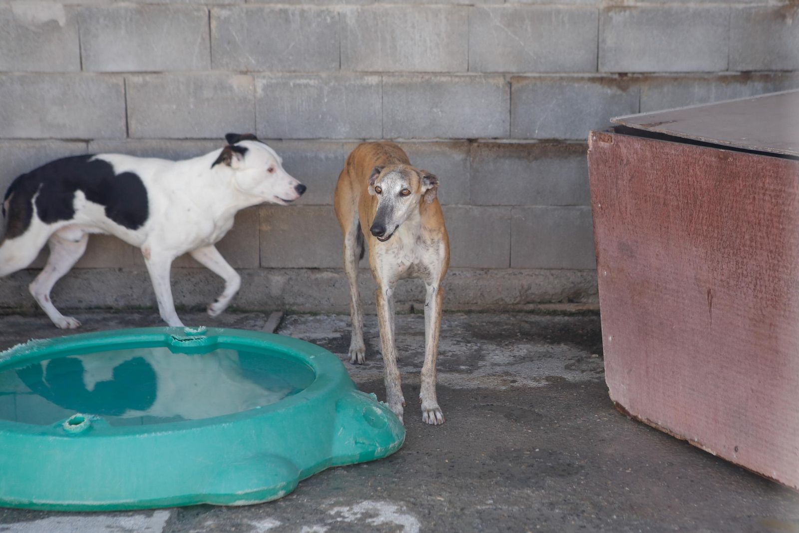 Las fotos de la protectora de animales de La Línea El gato andaluz