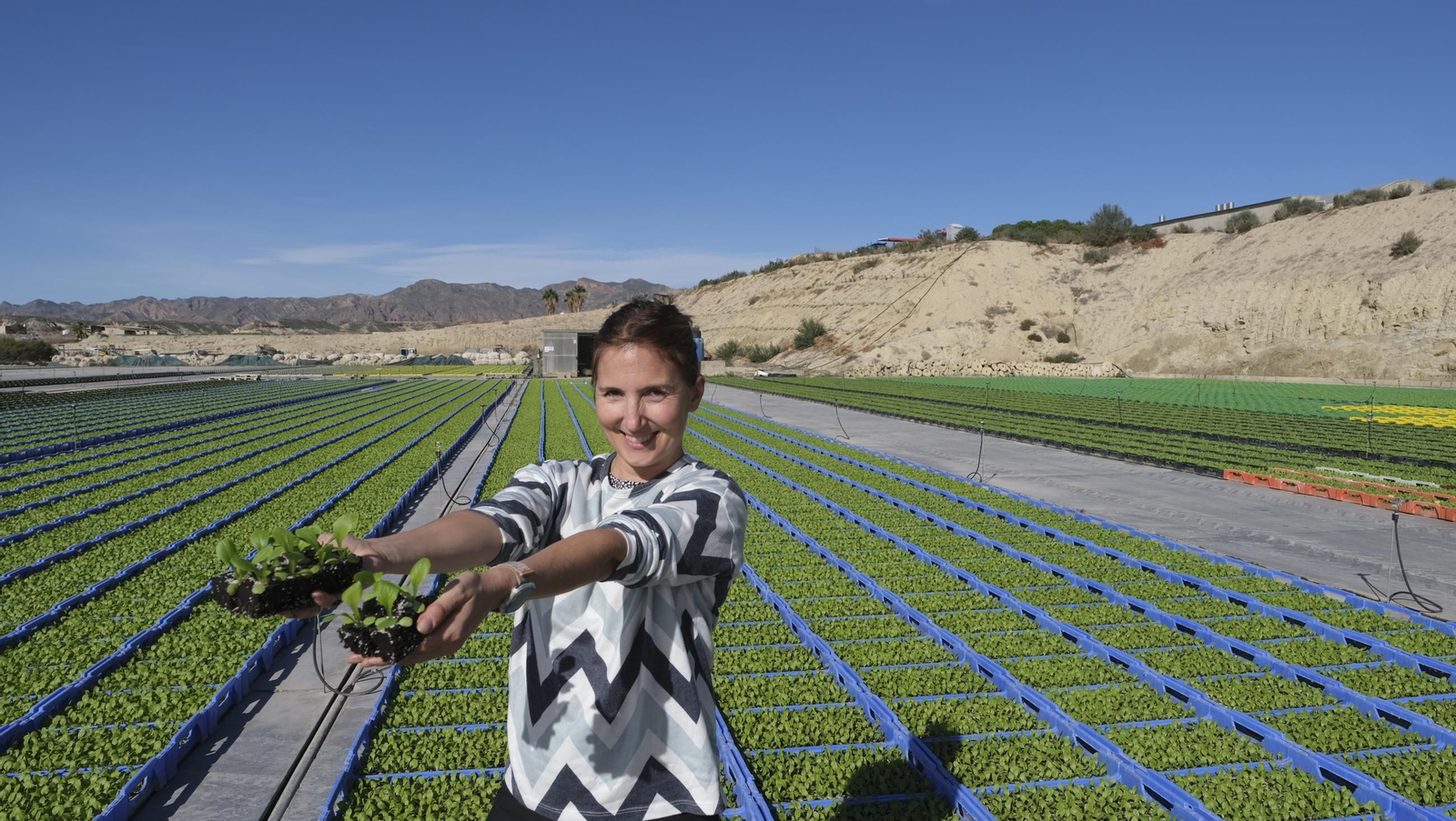 Desde Cuevas del Almanzora para el resto del mundo, las mejores escarolas con Cuadraspania, en imágenes