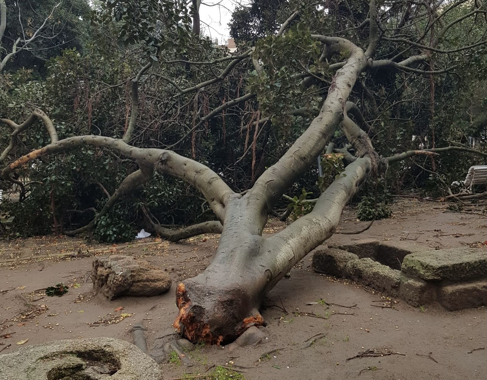 Ficus de la plaza Asdrúbal