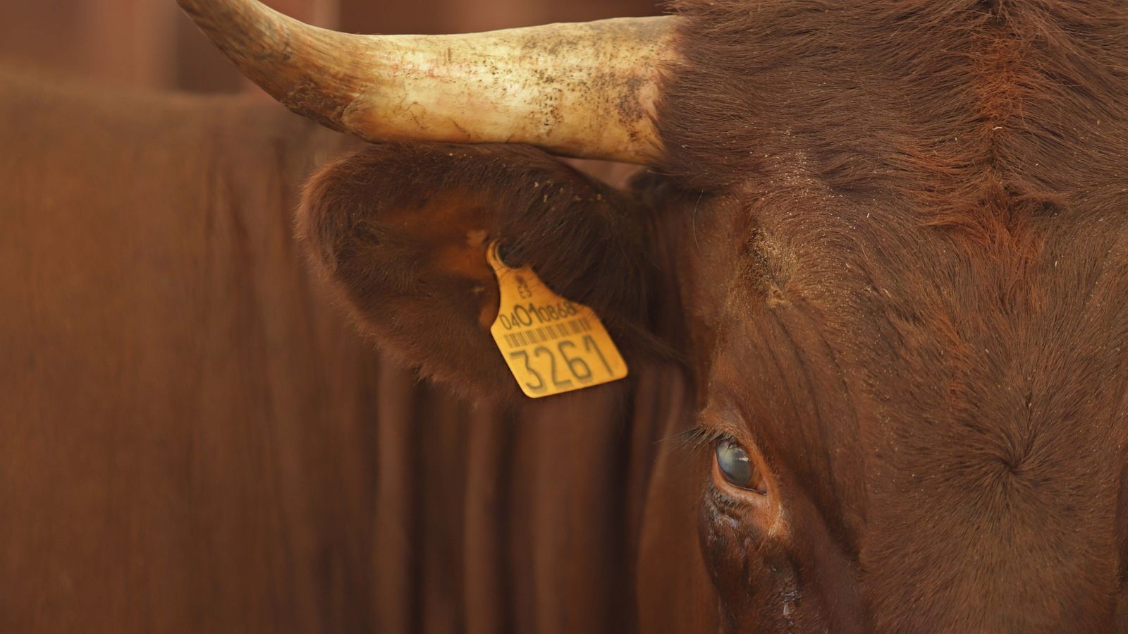 Fotos de la inauguración de la 171 Feria del Ganado de Algeciras
