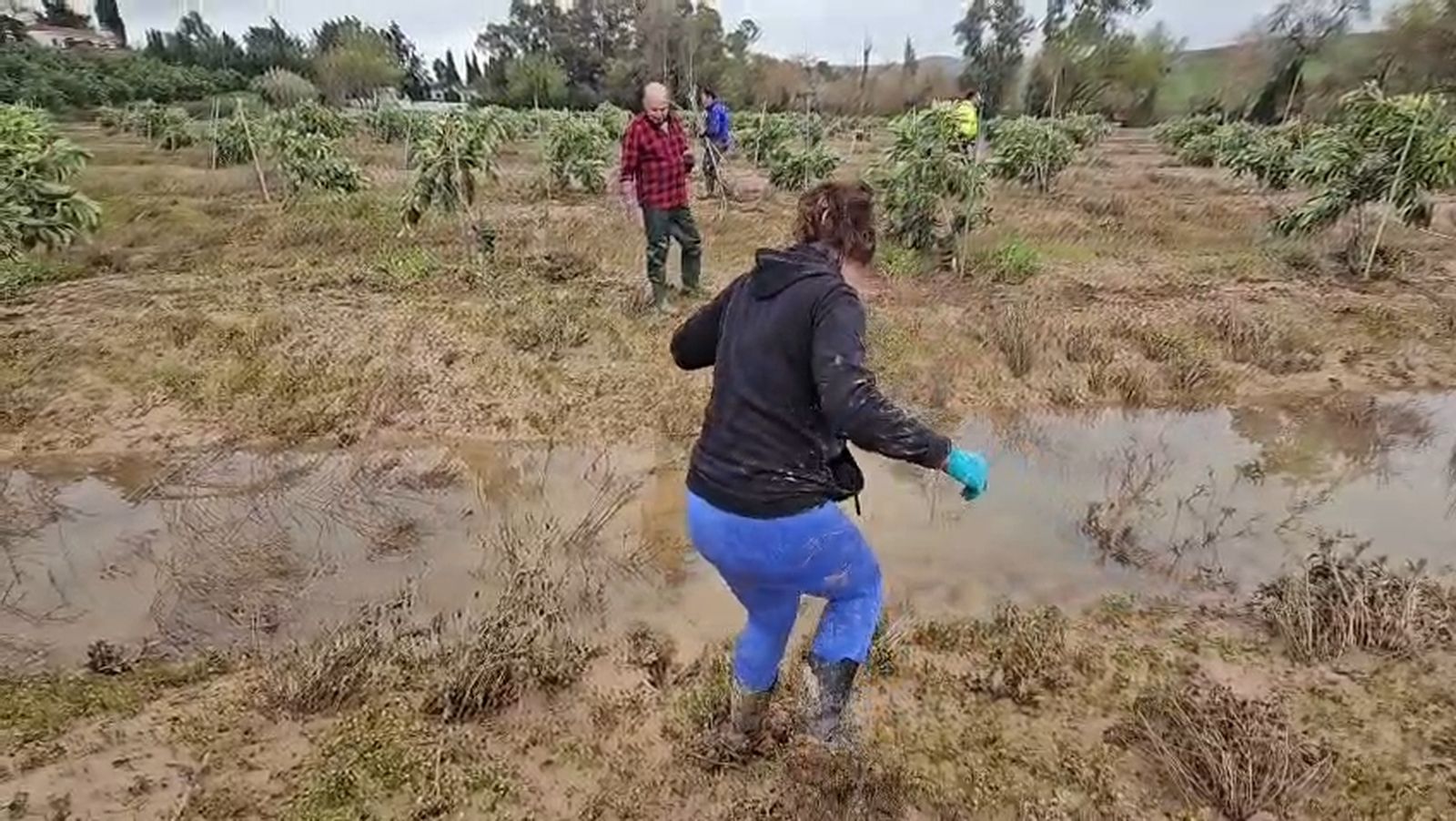 Trabajo en un campo de aguacate.